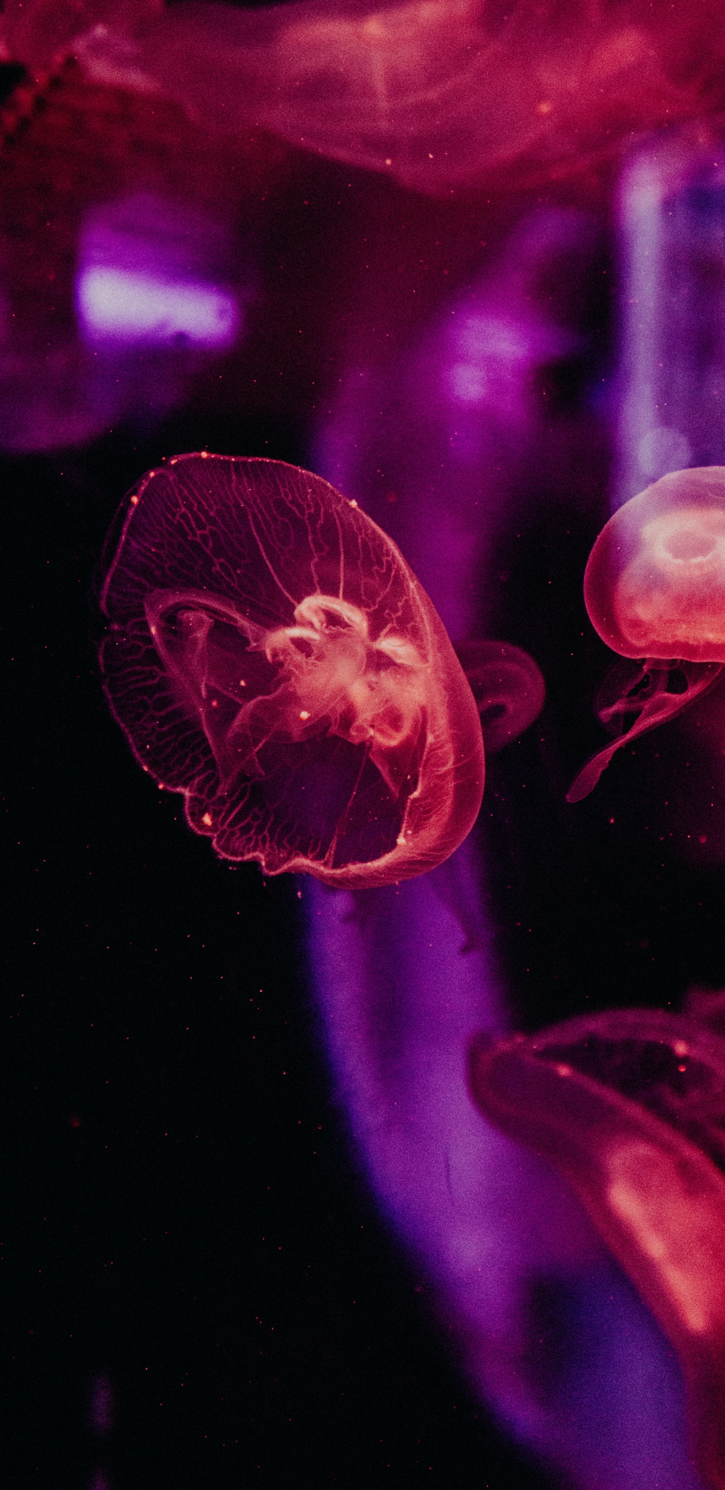 Обои Фиолетовый, пурпур, красный цвет, розовый, свет в разрешении 1440x2960