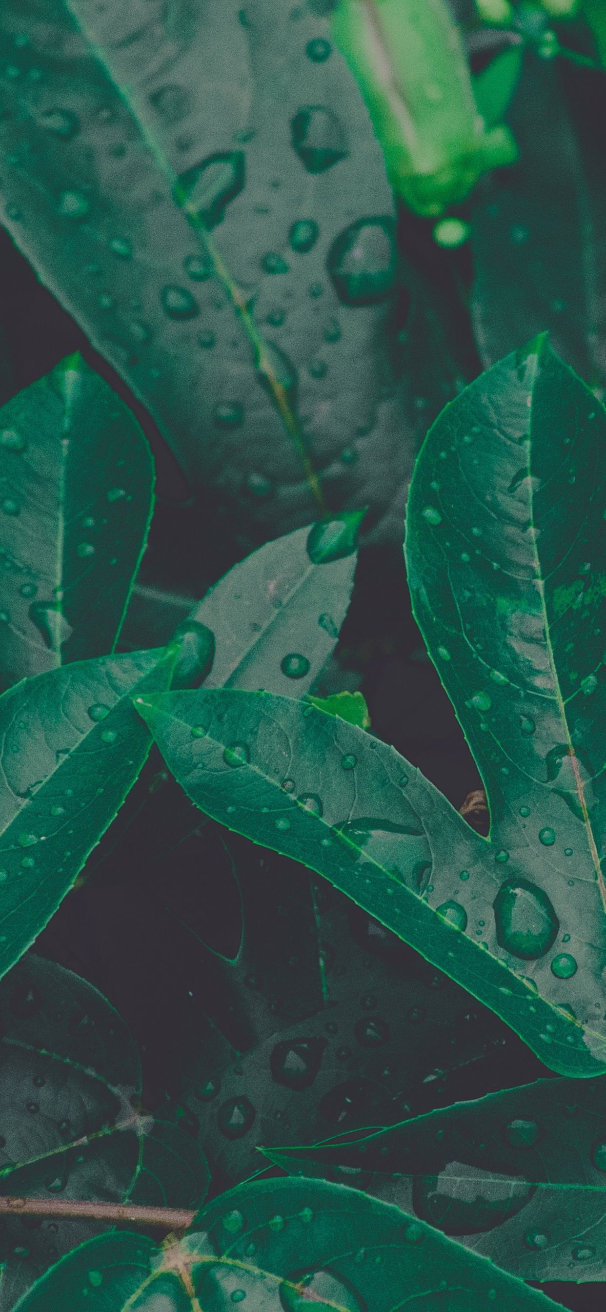 Обои лист, зеленый, растение, цветок, ботаники в разрешении 1242x2688