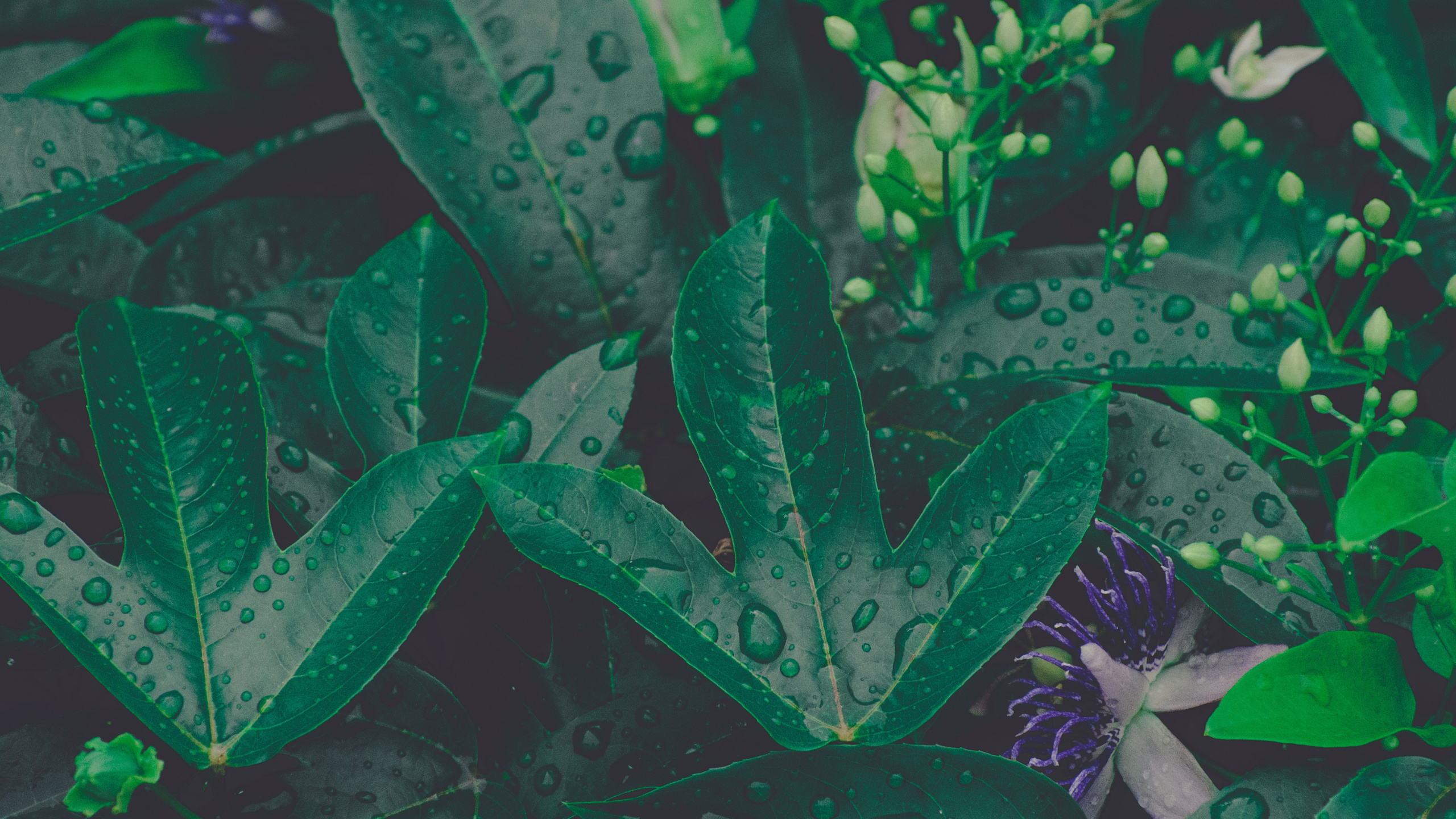 Обои лист, зеленый, растение, цветок, ботаники в разрешении 2560x1440