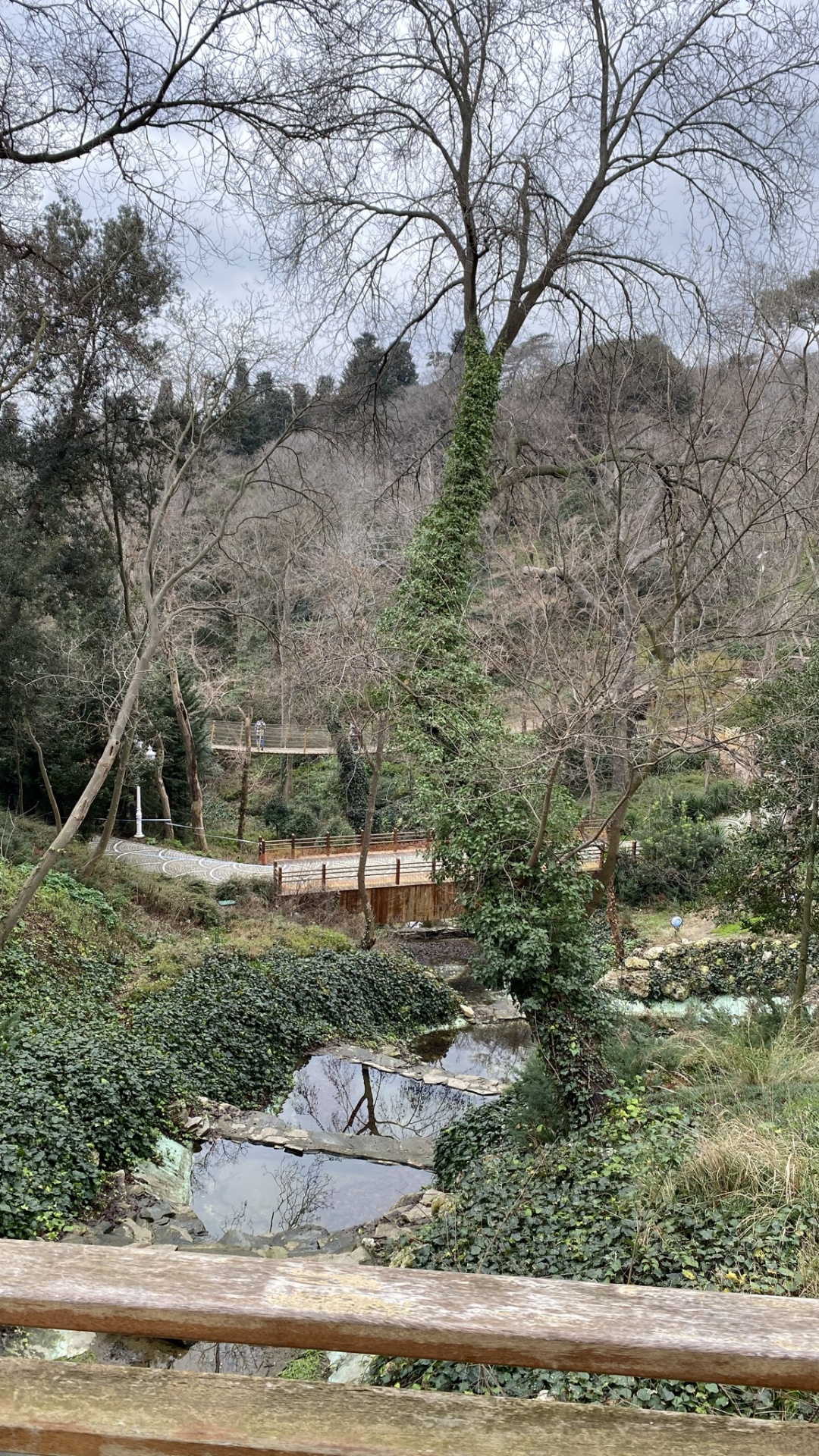 Обои дерево, растительность, растение, природный ландшафт, почвопокровная в разрешении 1080x1920