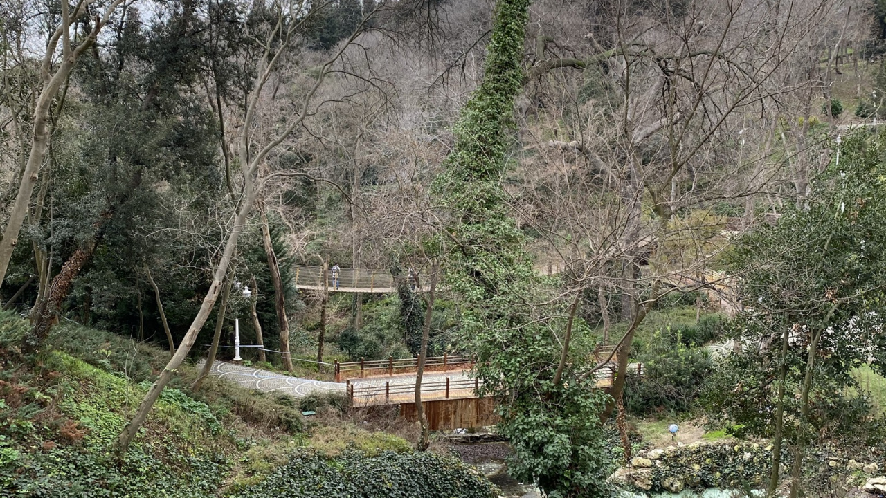 Обои дерево, растительность, растение, природный ландшафт, почвопокровная в разрешении 1280x720