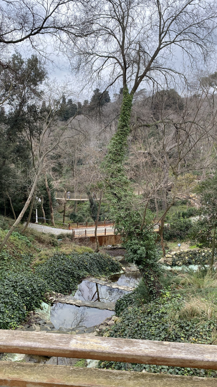 Обои дерево, растительность, растение, природный ландшафт, почвопокровная в разрешении 750x1334