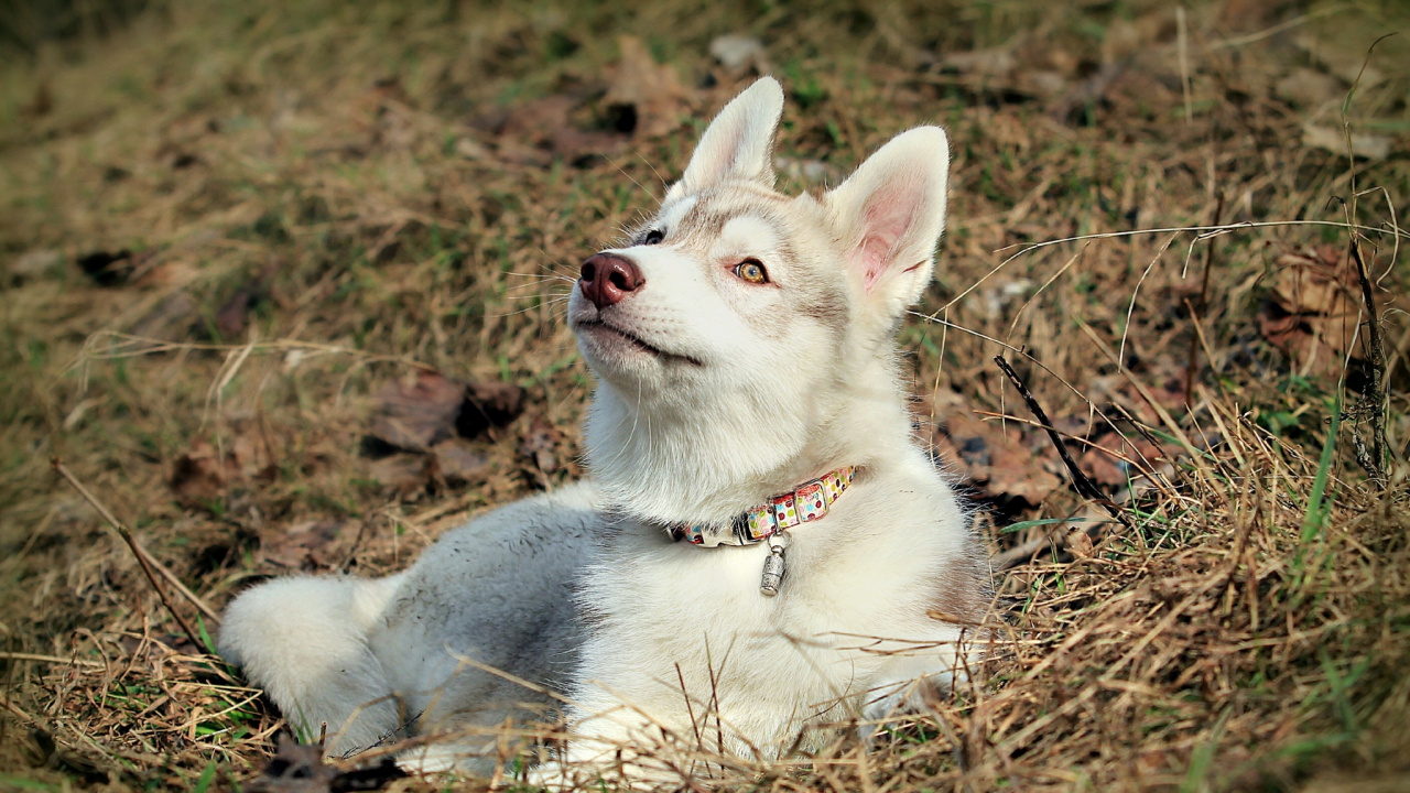 Обои Себирская Хаски, хаски, собака породы, щенок, чехословацкий влчак в разрешении 1280x720
