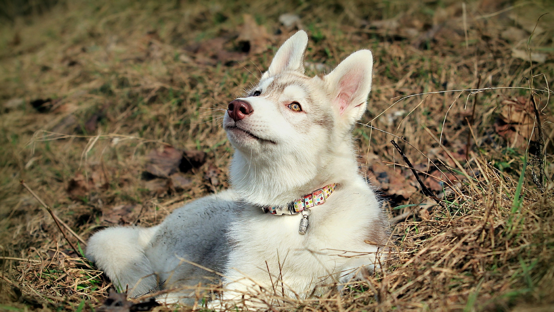 Обои Себирская Хаски, хаски, собака породы, щенок, чехословацкий влчак в разрешении 1920x1080