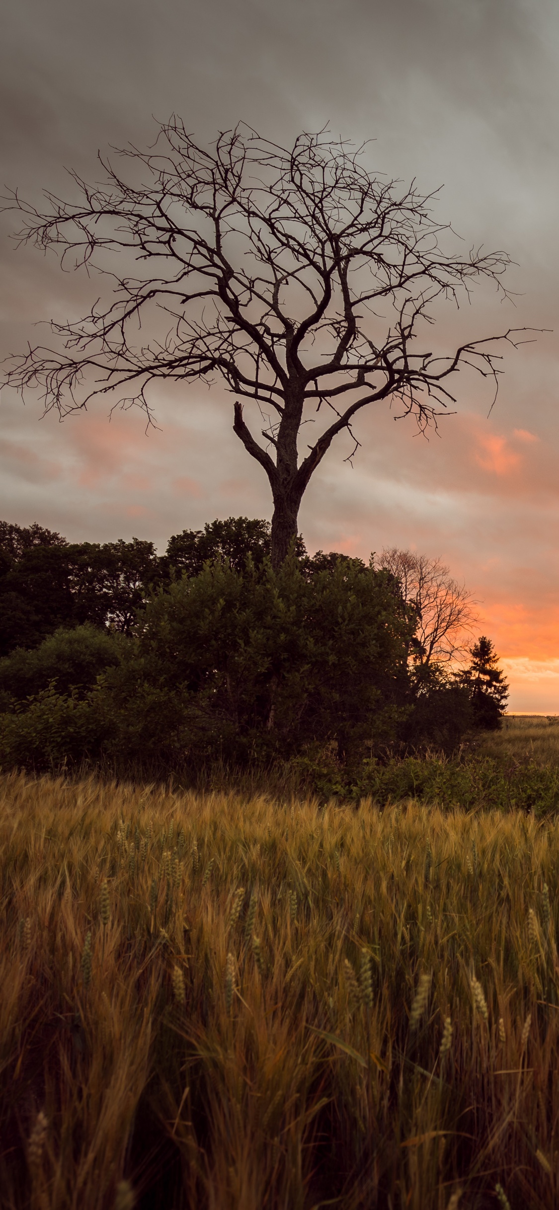 Обои облако, дерево, Саванна, закат, вечер в разрешении 1125x2436