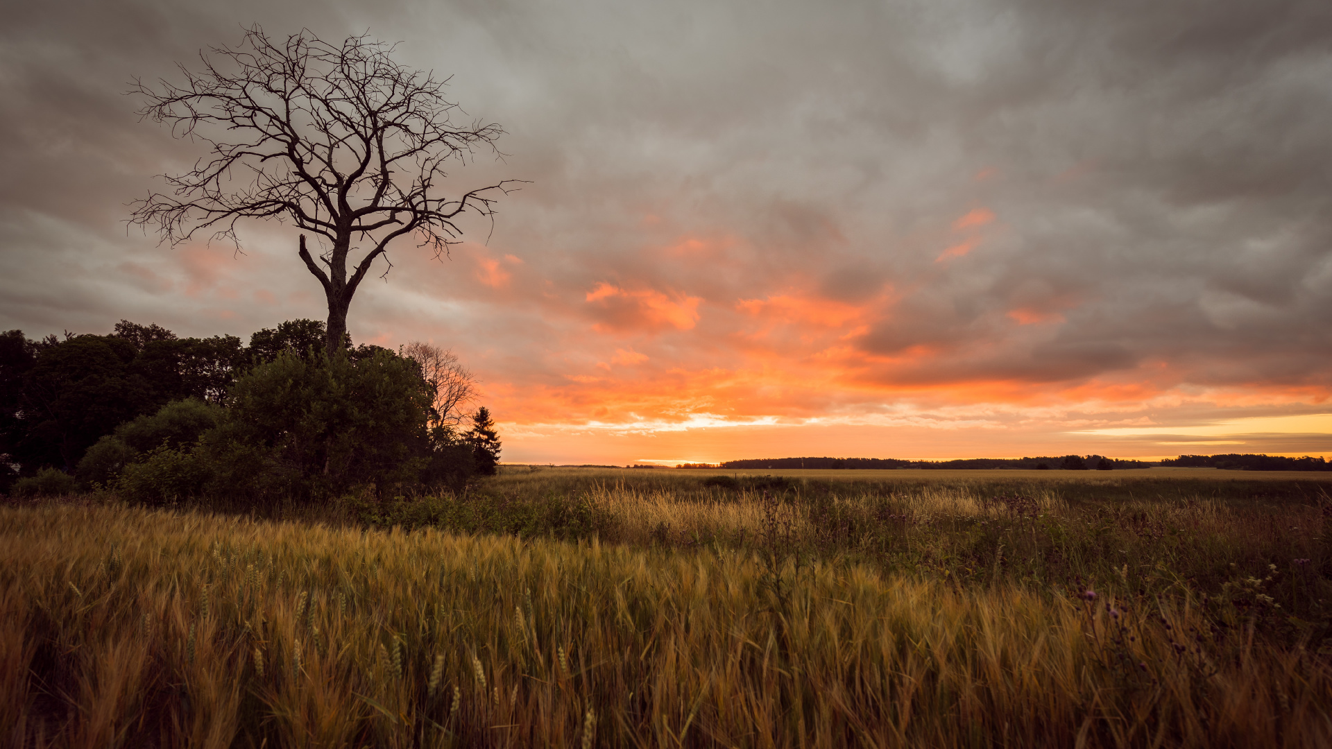 Обои облако, дерево, Саванна, закат, вечер в разрешении 1920x1080