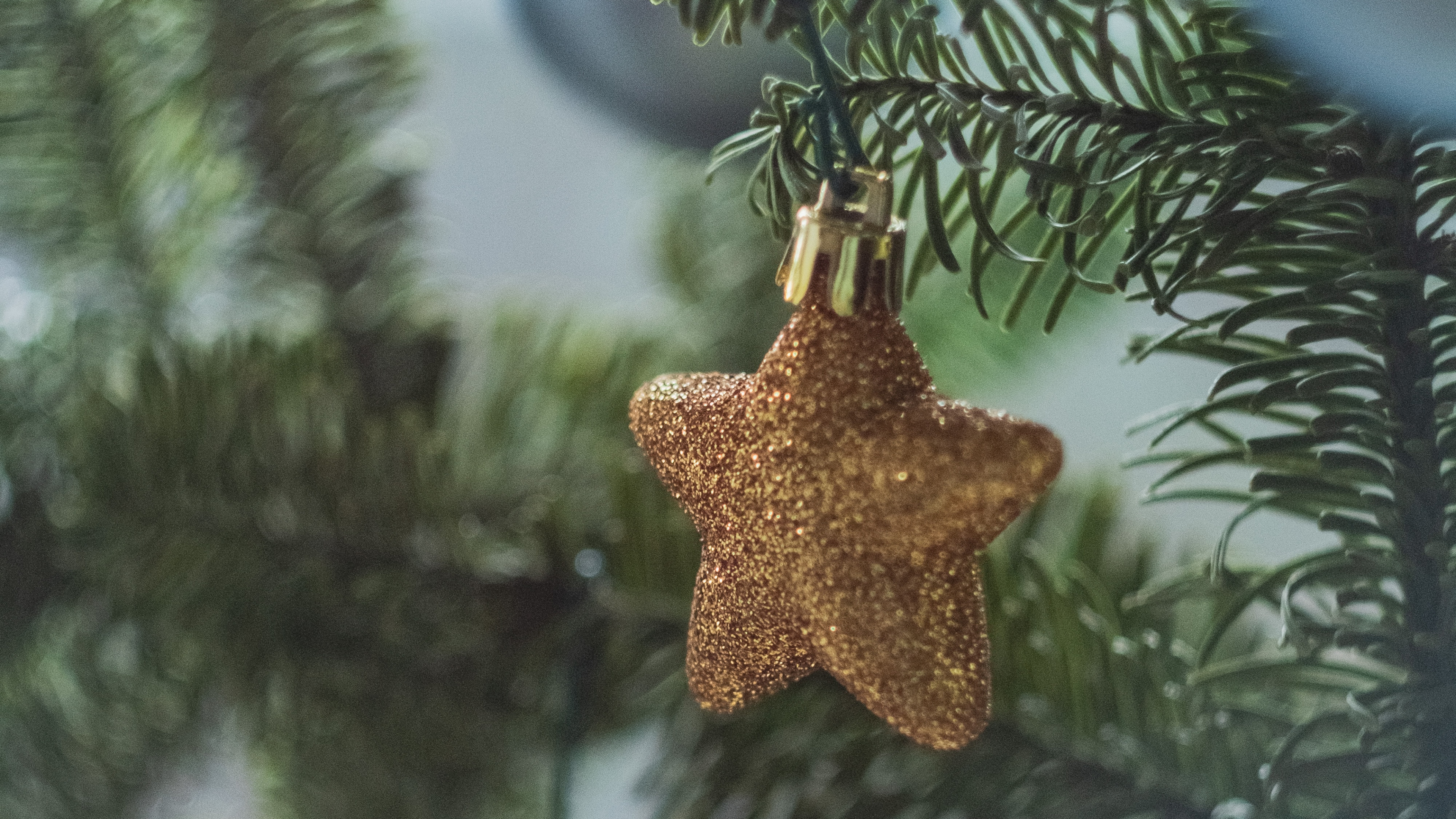 Обои вечнозеленое растение, ель, Рождественский день, Колорадо-ель, Орегонской сосны в разрешении 3840x2160