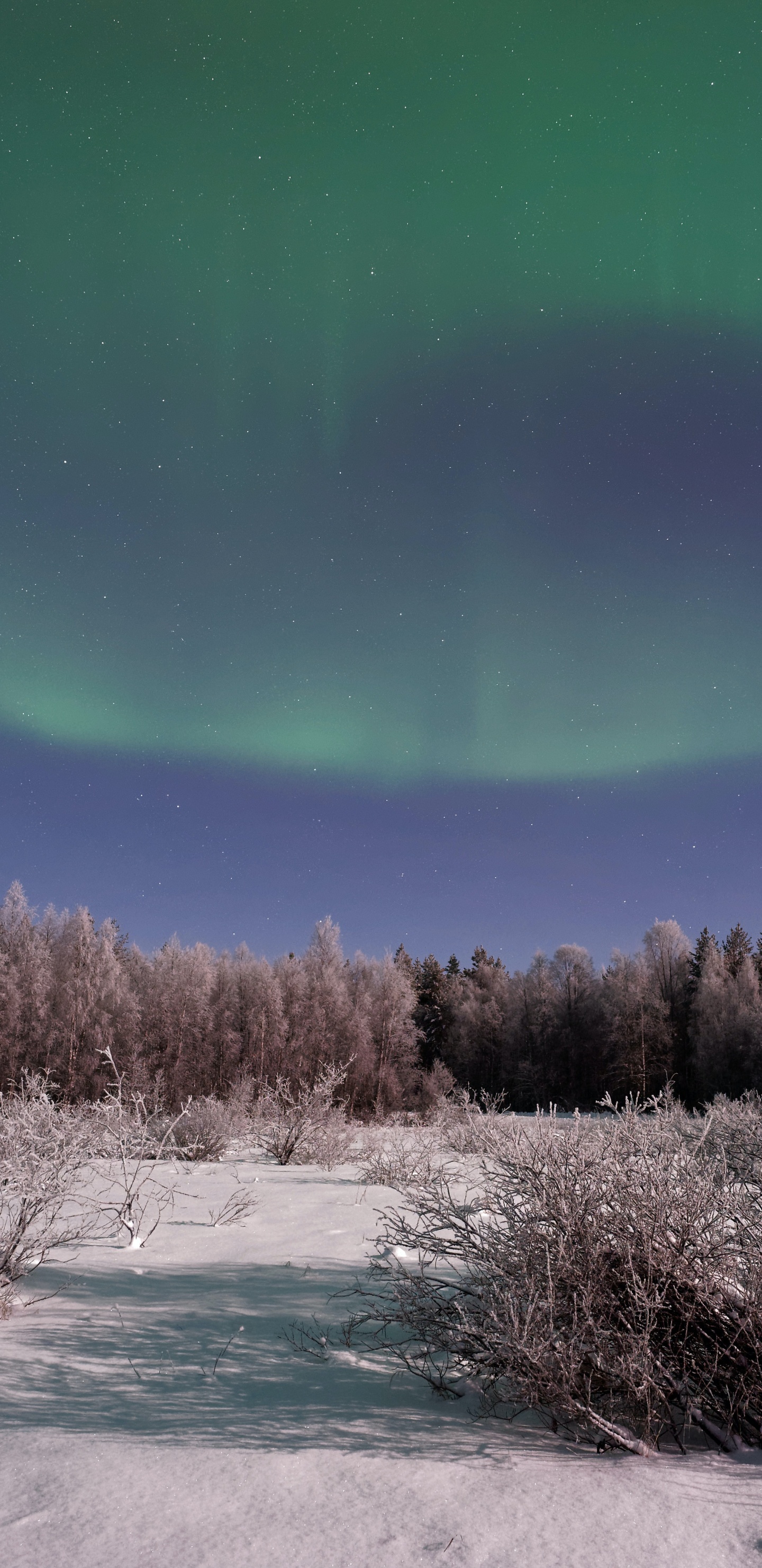 Обои Аврора, земля, атмосфера, экорегион, природный ландшафт в разрешении 1440x2960