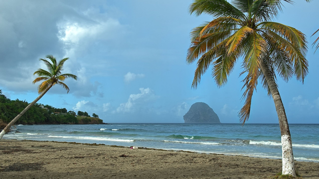 Обои море, пляж, пальмовые рощи, берег, тропическая зона в разрешении 1280x720