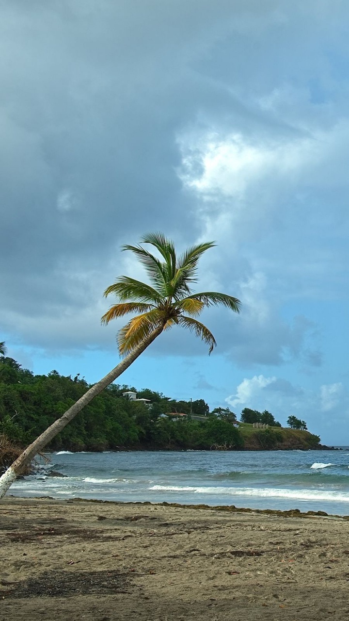 Обои море, пляж, пальмовые рощи, берег, тропическая зона в разрешении 720x1280