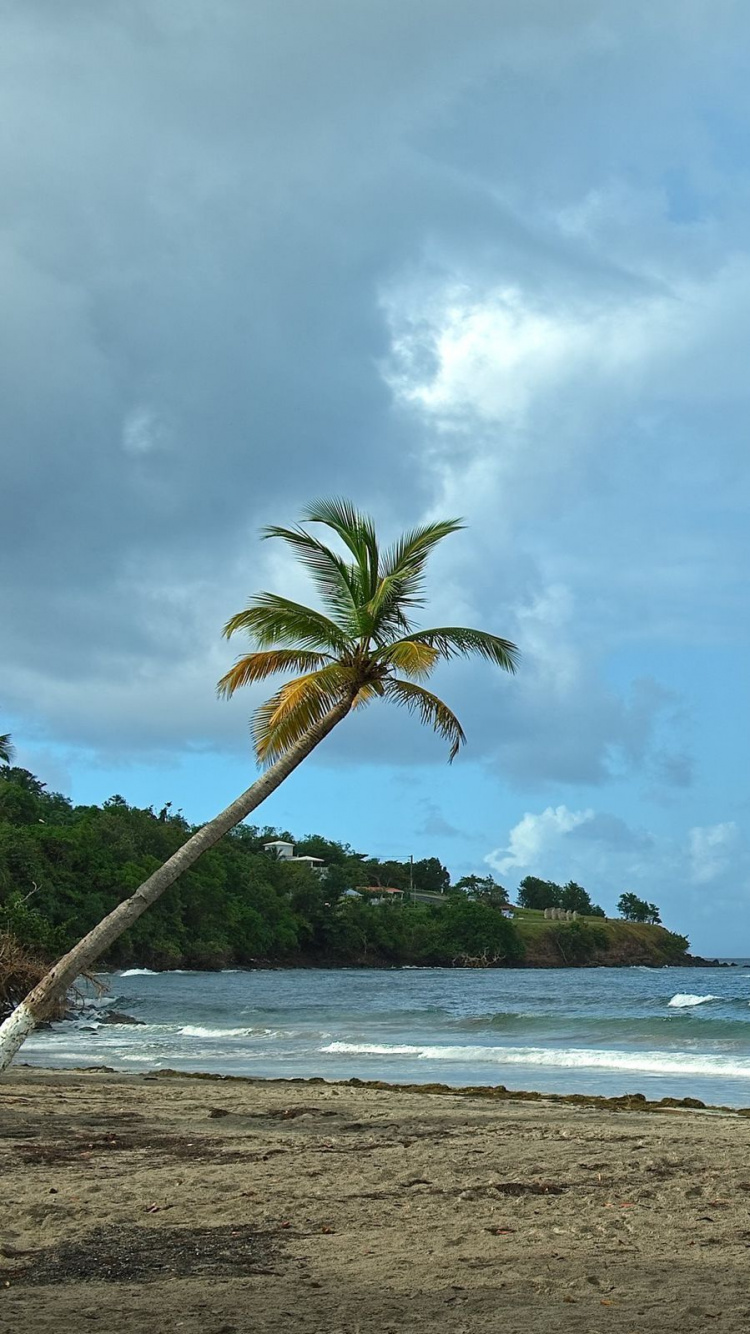 Обои море, пляж, пальмовые рощи, берег, тропическая зона в разрешении 750x1334