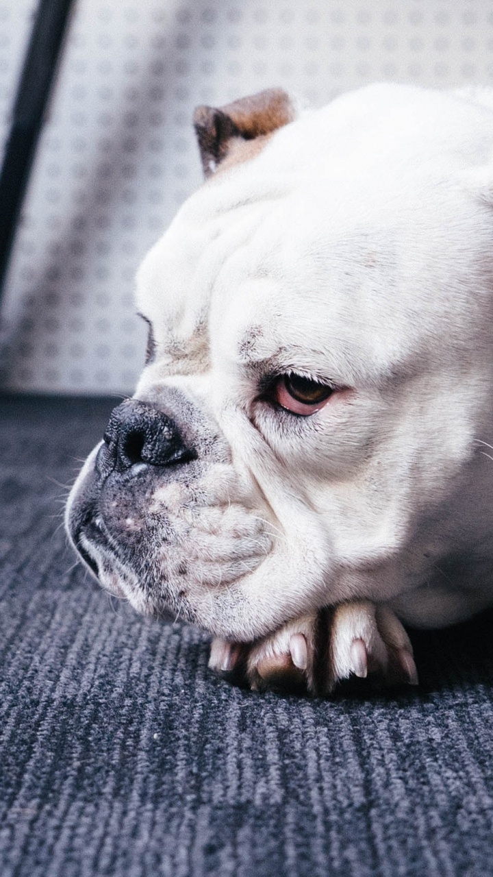 Обои щенок, американский бульдог, привлекательность, Псовые, собака породы в разрешении 720x1280
