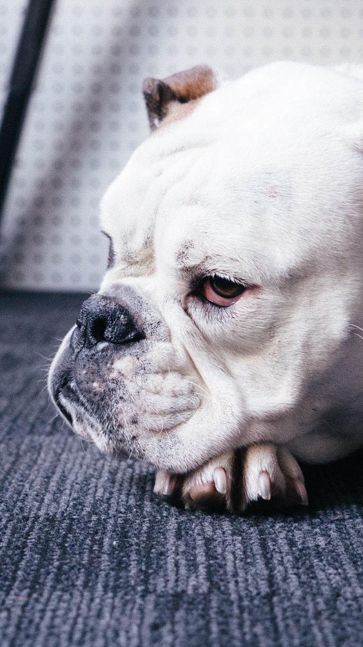 Обои щенок, американский бульдог, привлекательность, Псовые, собака породы в разрешении 750x1334