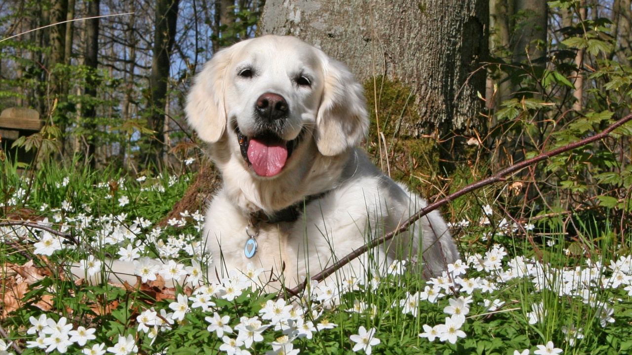 Обои лабрадор, золотистый ретривер, собака породы, плоский ретривер, животное в разрешении 1280x720