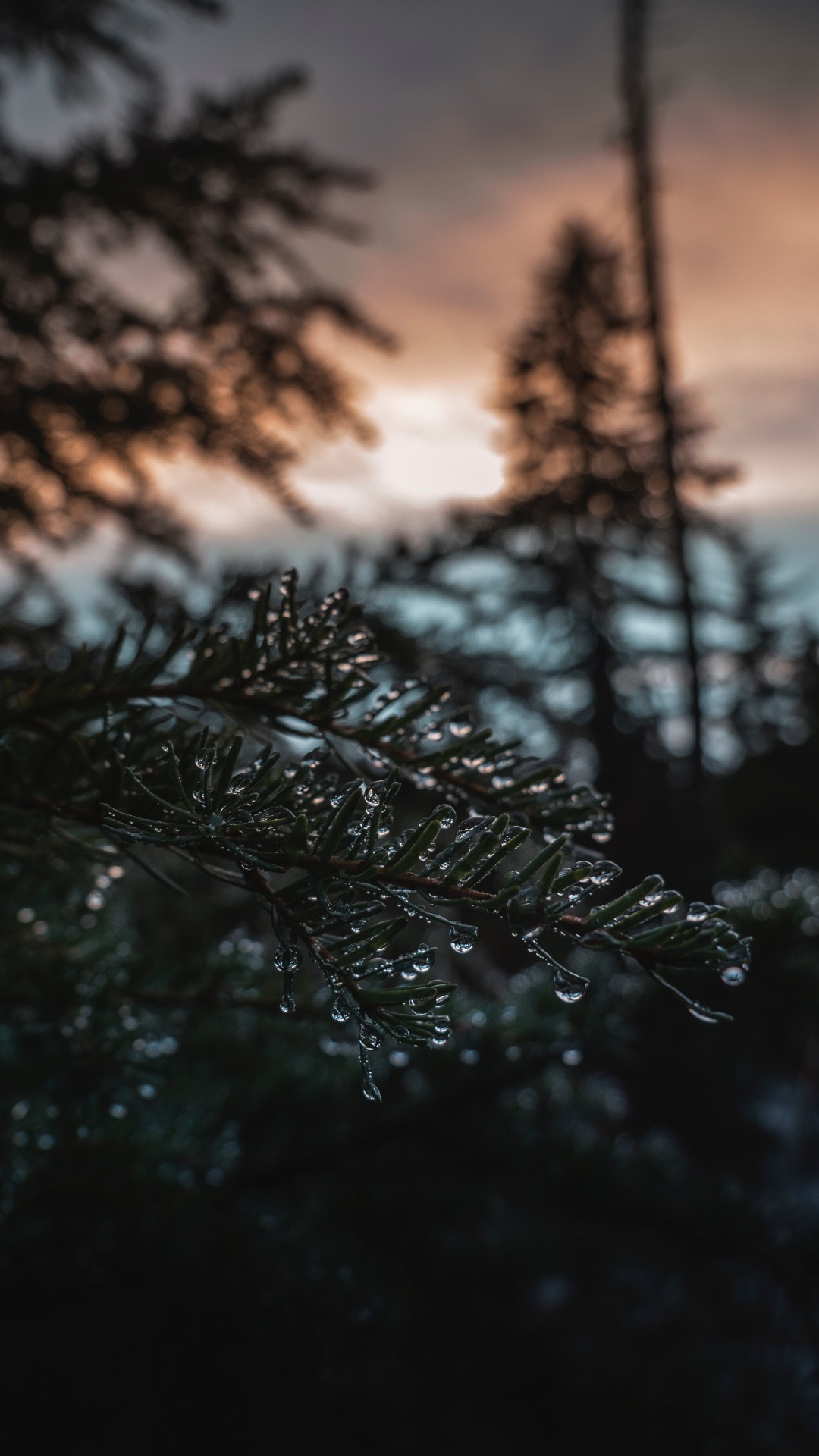 Обои природа, дерево, вода, ветвь, музыка в разрешении 1080x1920