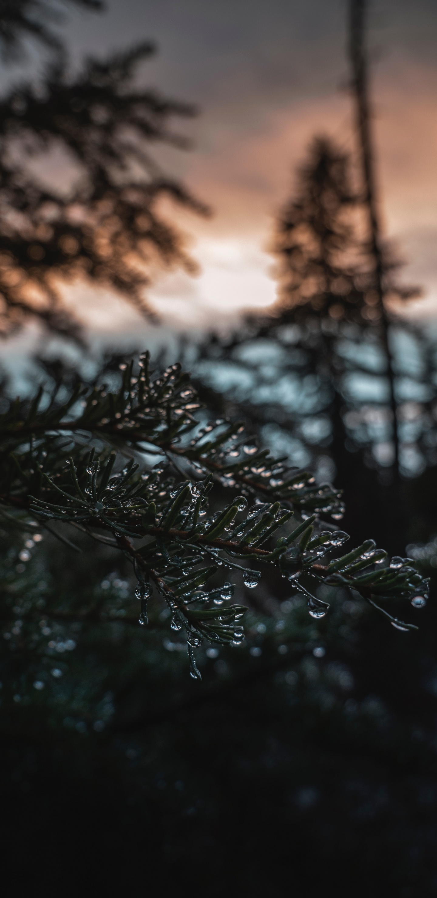 Обои природа, дерево, вода, ветвь, музыка в разрешении 1440x2960