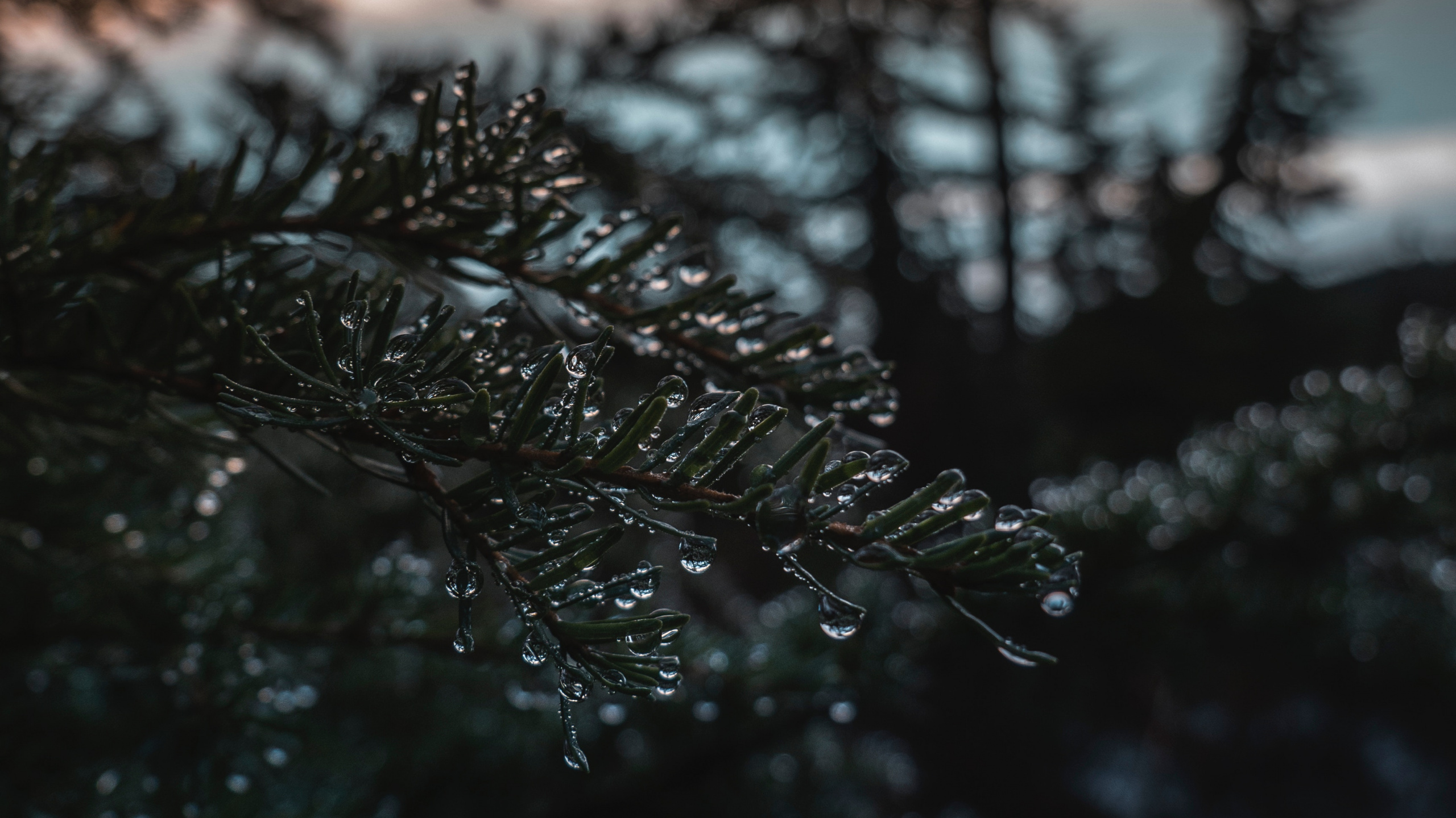 Обои природа, дерево, вода, ветвь, музыка в разрешении 2560x1440