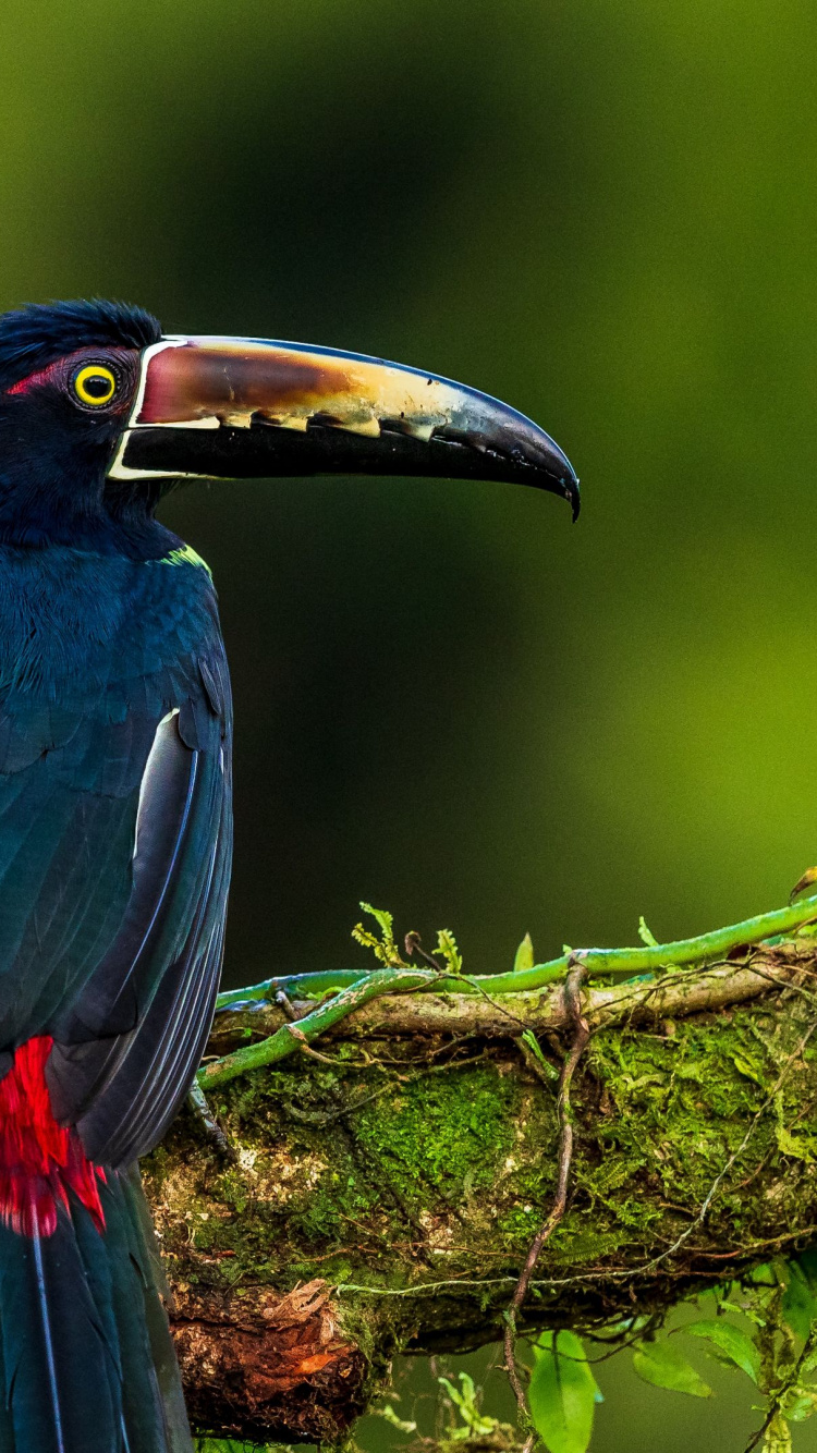 Обои природа, ветвь, клюв, птица, адаптация в разрешении 750x1334