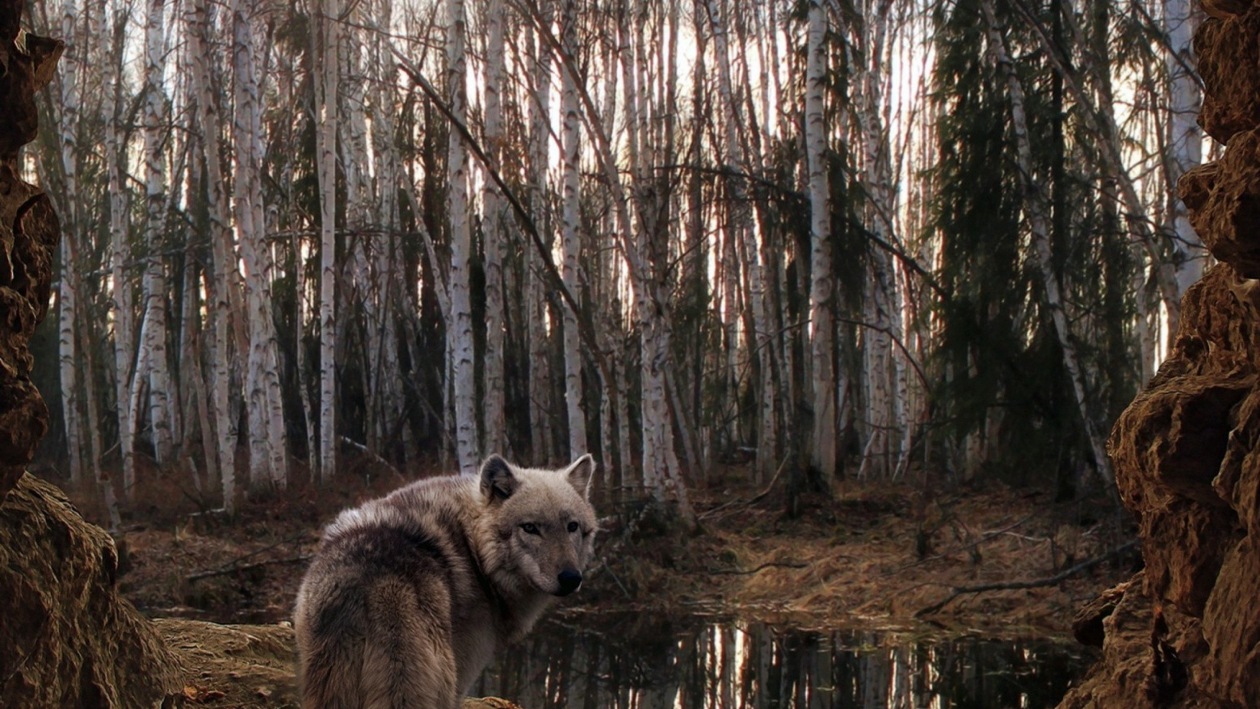 Обои лес, дерево, живая природа, лесистая местность, волк в разрешении 2560x1440