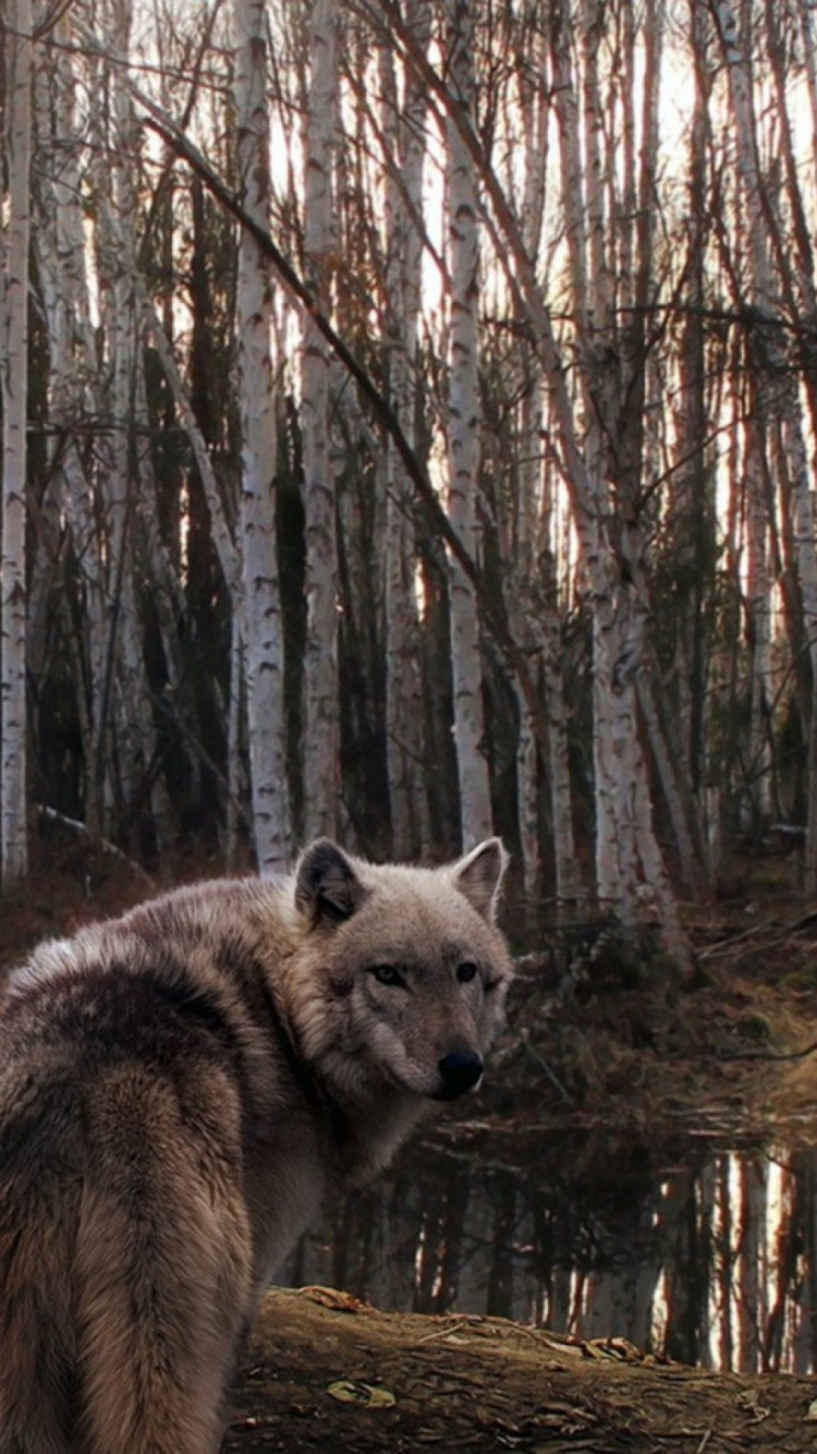 Обои лес, дерево, живая природа, лесистая местность, волк в разрешении 750x1334