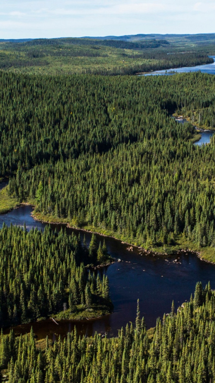 Обои биом, Тайга, лес, природный заповедник, растительность в разрешении 720x1280