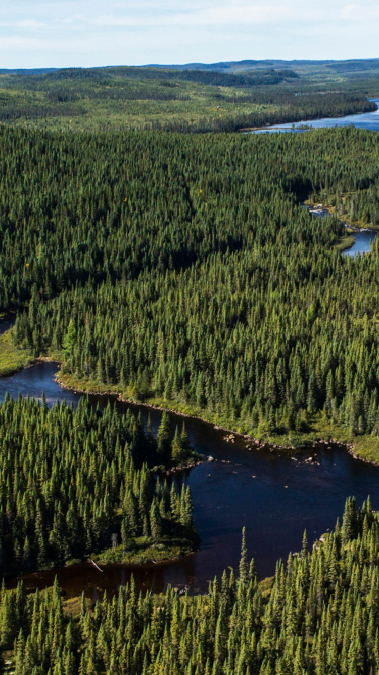 Обои биом, Тайга, лес, природный заповедник, растительность в разрешении 750x1334