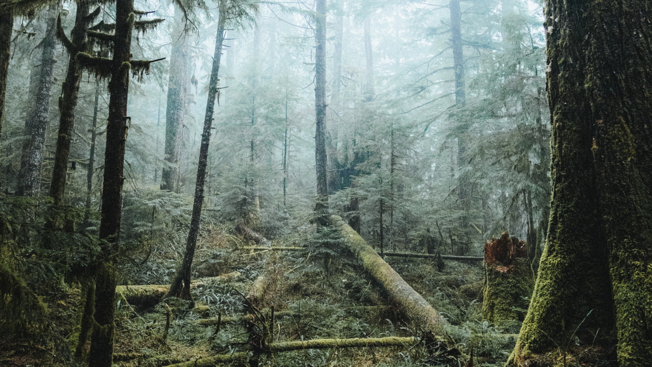Обои дерево, лес, природа, окружающая среда, лесистая местность в разрешении 1280x720