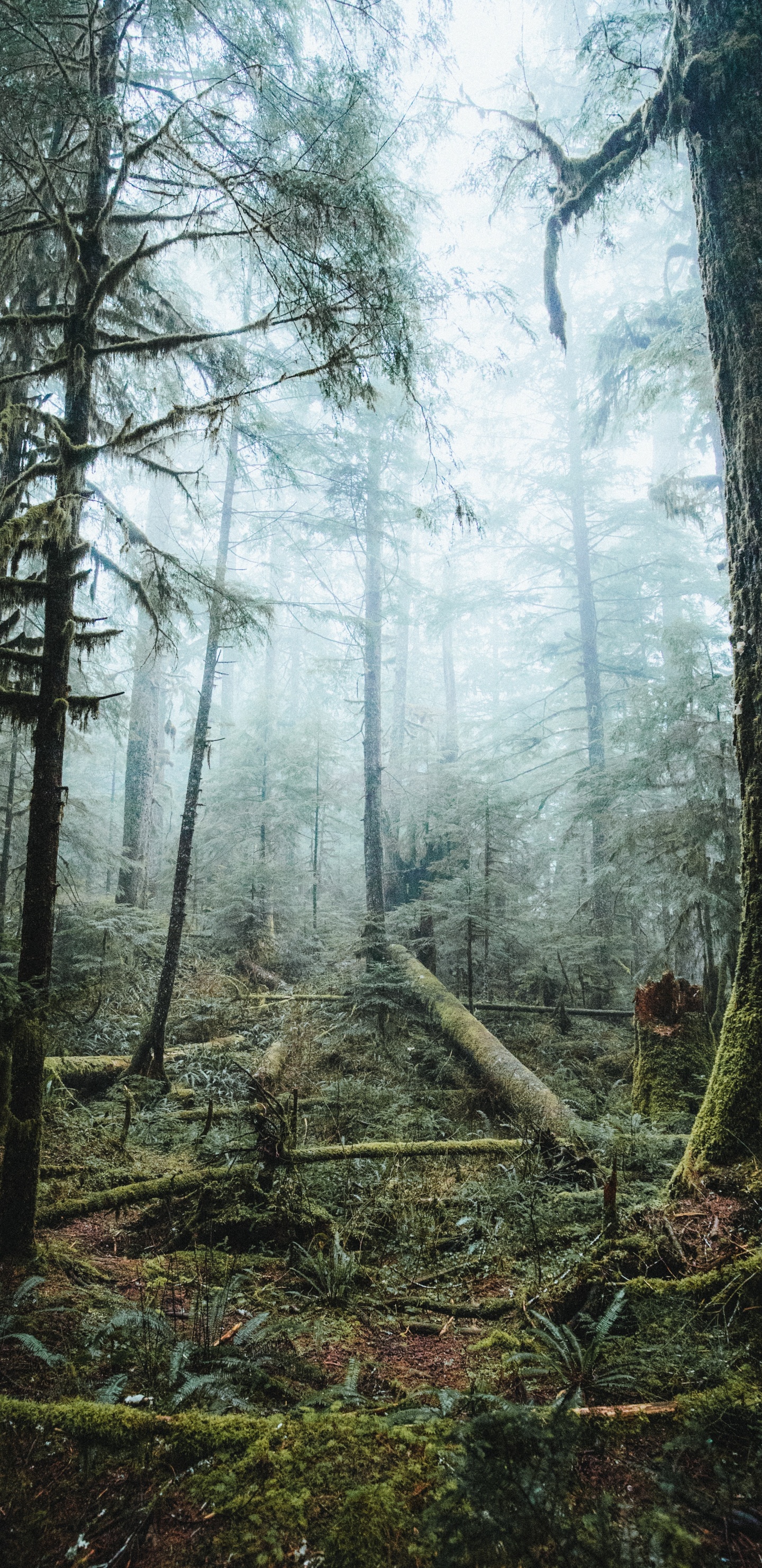 Обои дерево, лес, природа, окружающая среда, лесистая местность в разрешении 1440x2960