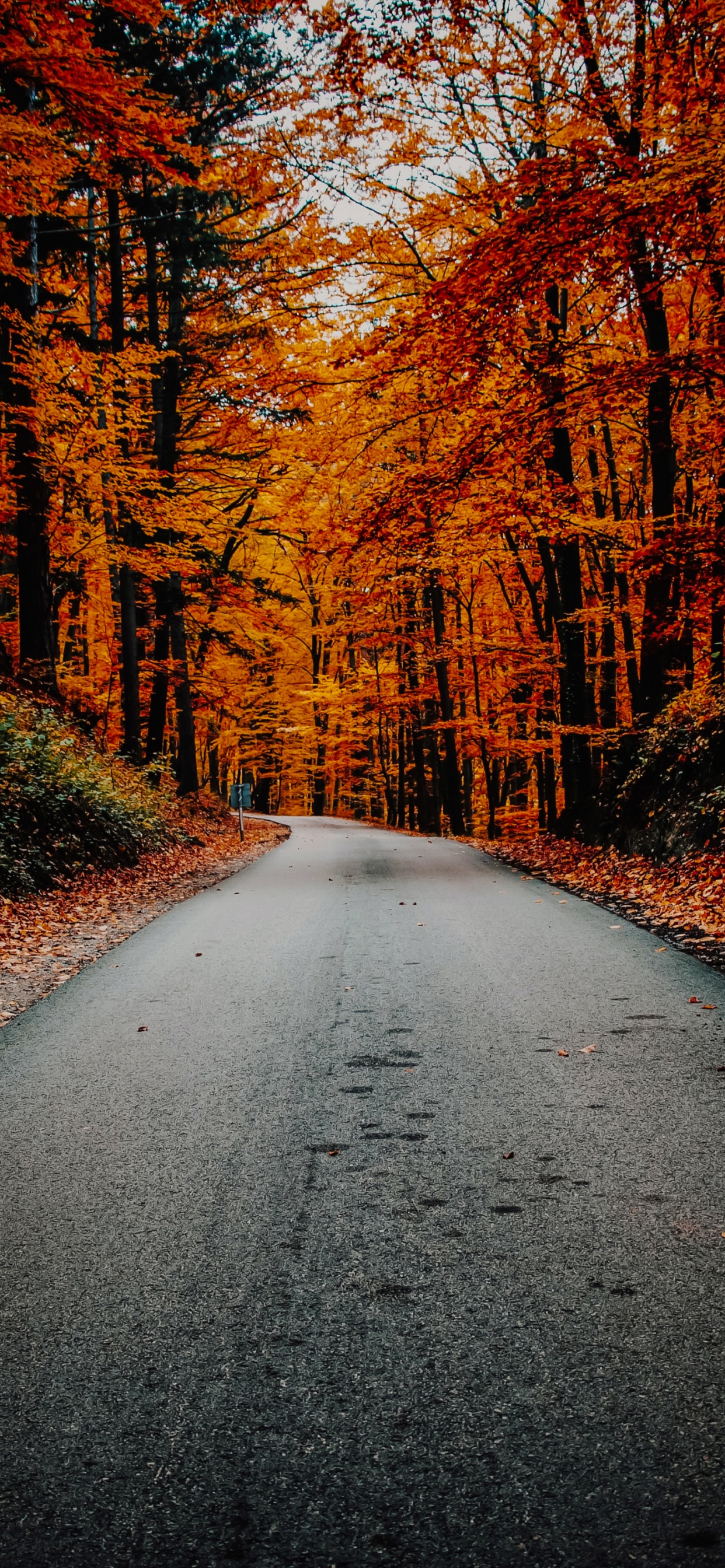 Обои осень, растение, природный ландшафт, древесина, ветвь в разрешении 1242x2688
