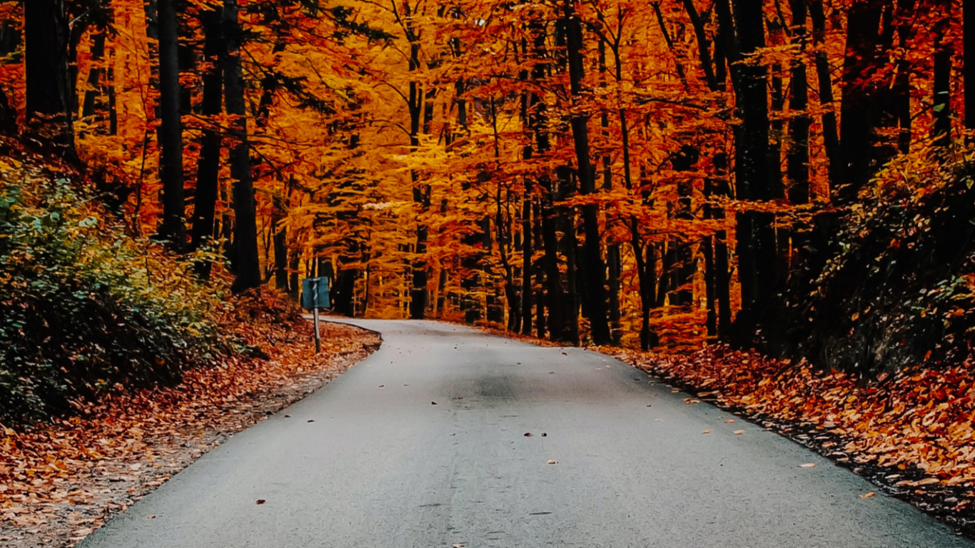 Обои осень, растение, природный ландшафт, древесина, ветвь в разрешении 1366x768