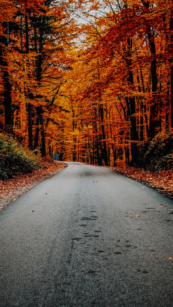 Обои осень, растение, природный ландшафт, древесина, ветвь в разрешении 720x1280