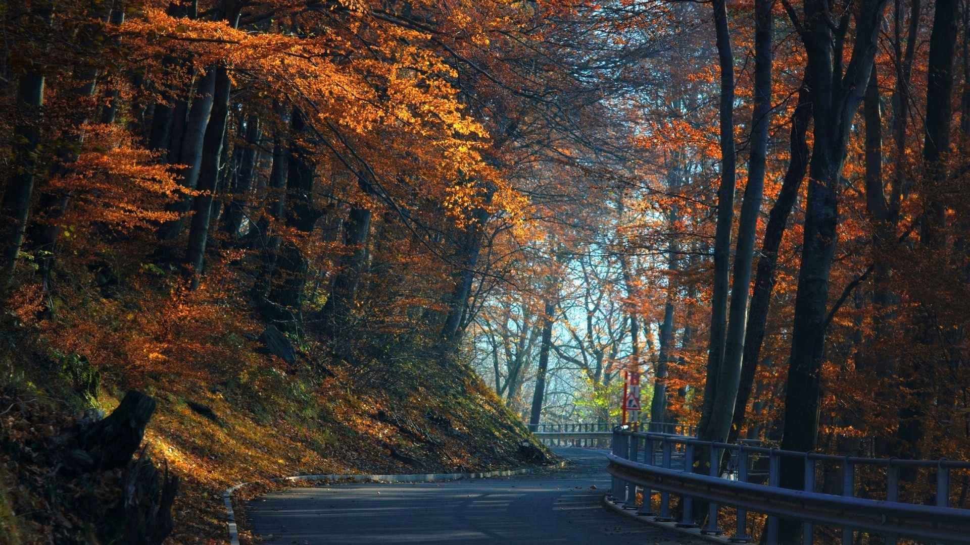 Обои осень, дерево, лист, природа, листопадные в разрешении 1920x1080