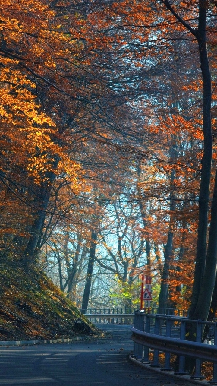 Обои осень, дерево, лист, природа, листопадные в разрешении 720x1280