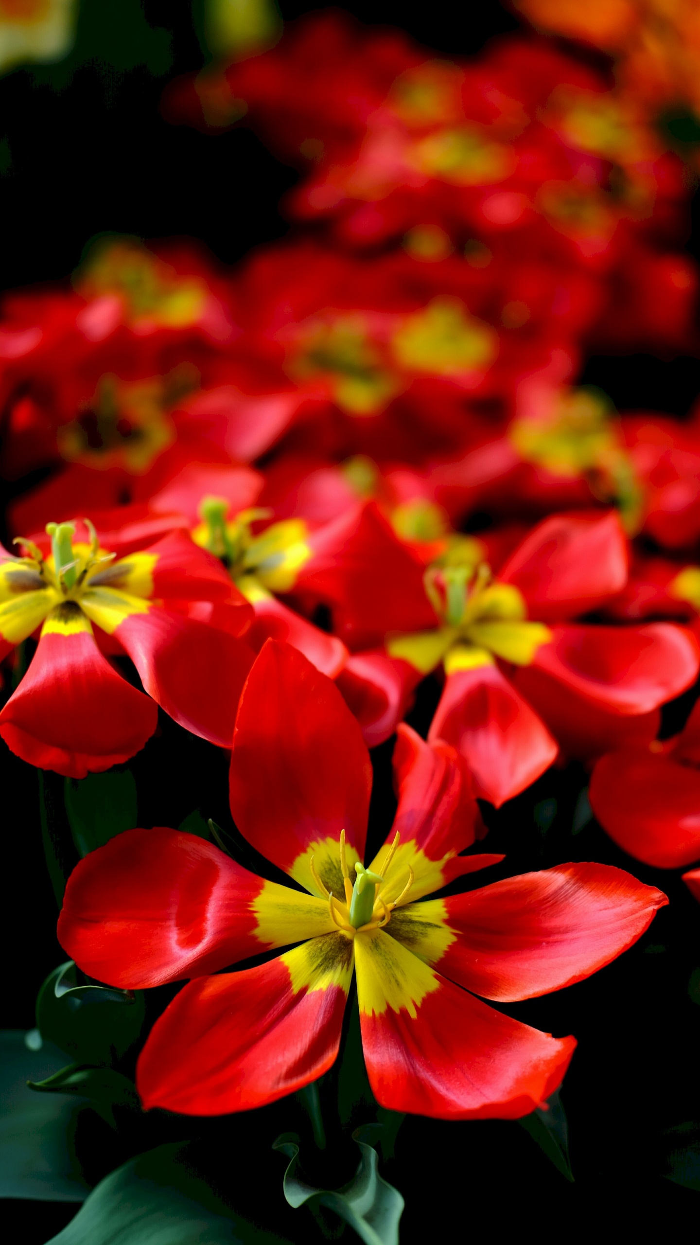 Обои тюльпаны, цветок, цветковое растение, красный цвет, лепесток в разрешении 1440x2560