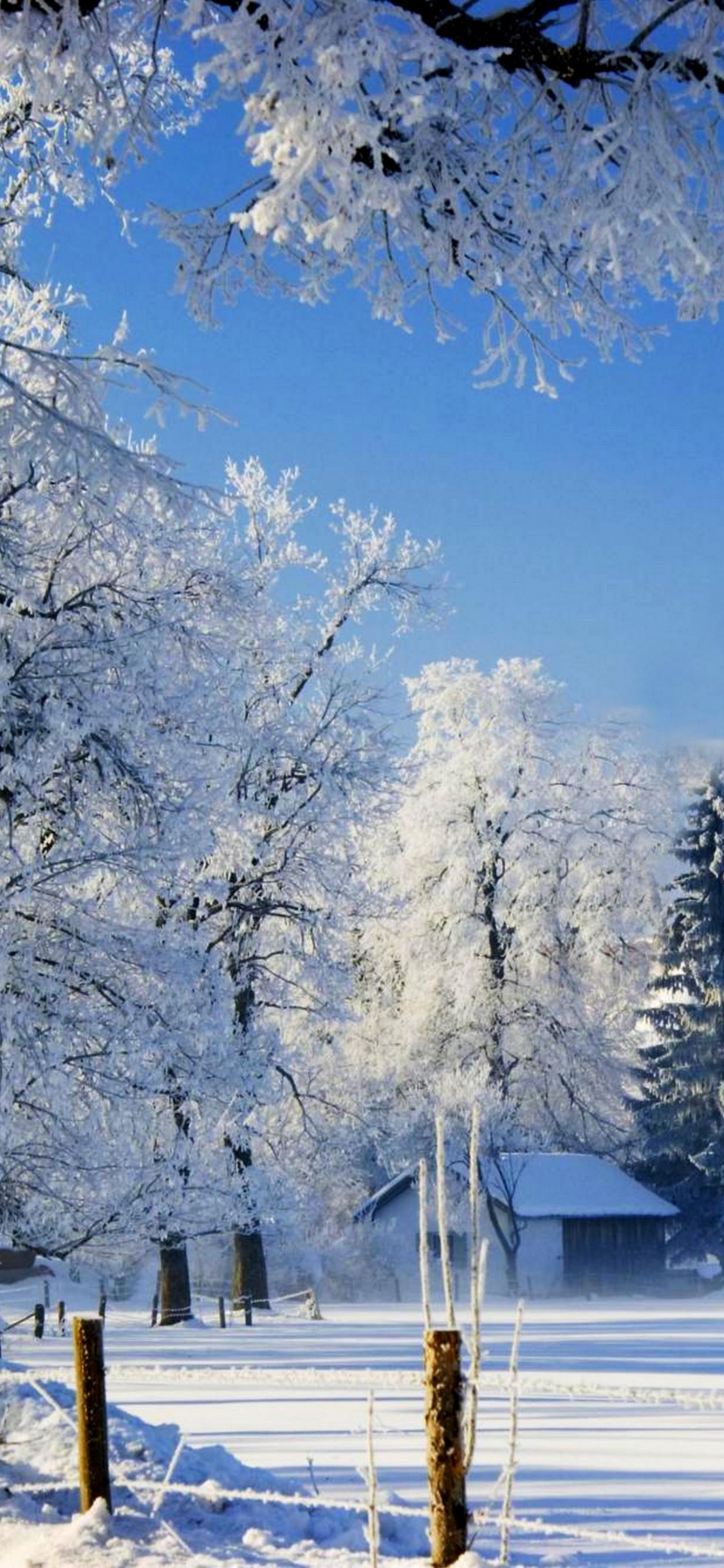 Обои снег, зима, дерево, природа, замораживание в разрешении 1125x2436