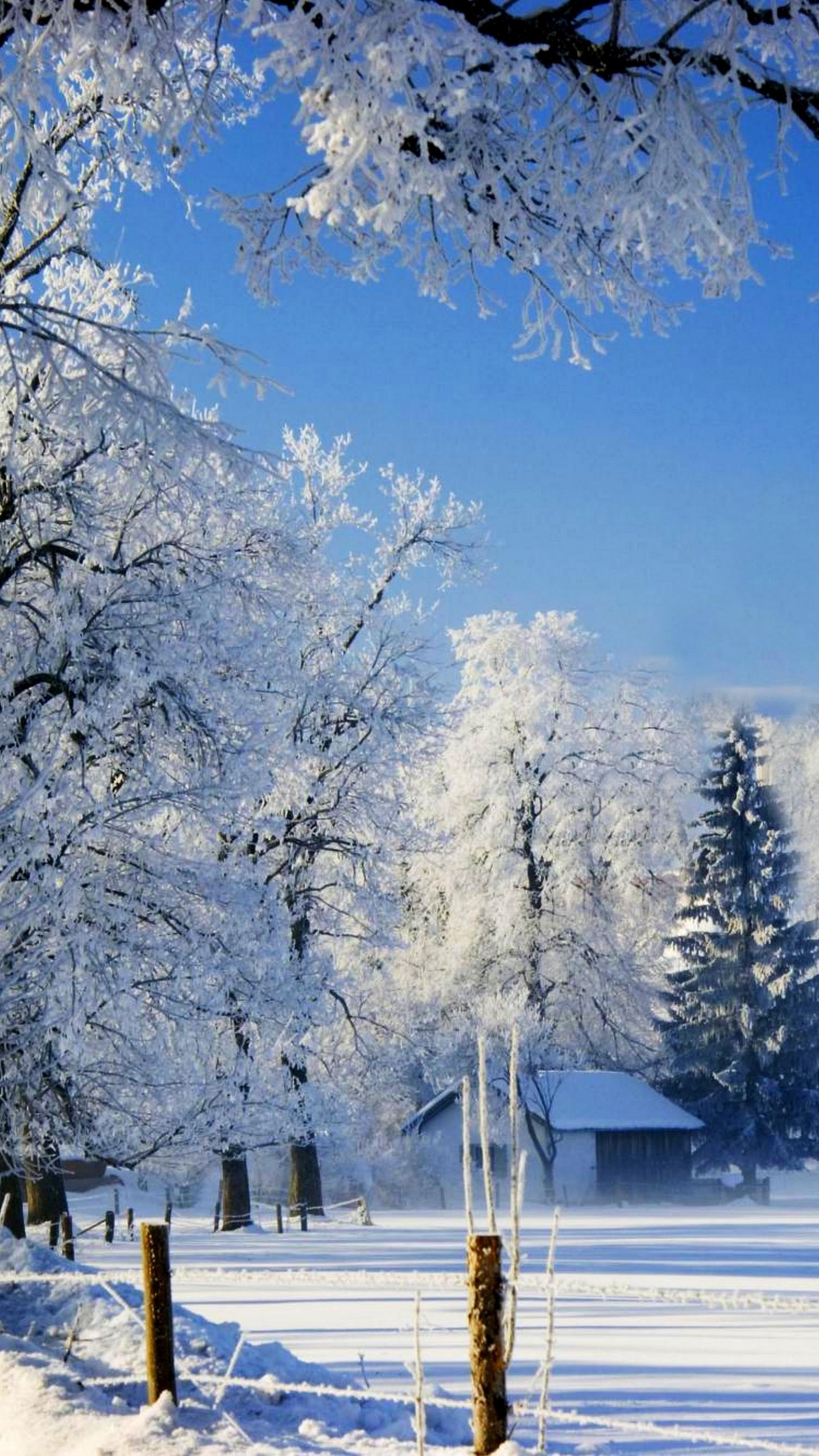 Обои снег, зима, дерево, природа, замораживание в разрешении 1440x2560