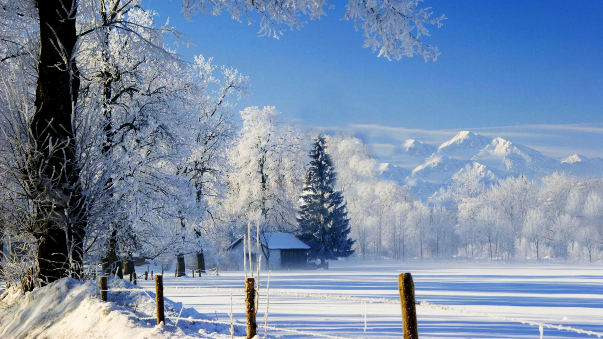 Обои снег, зима, дерево, природа, замораживание в разрешении 1920x1080