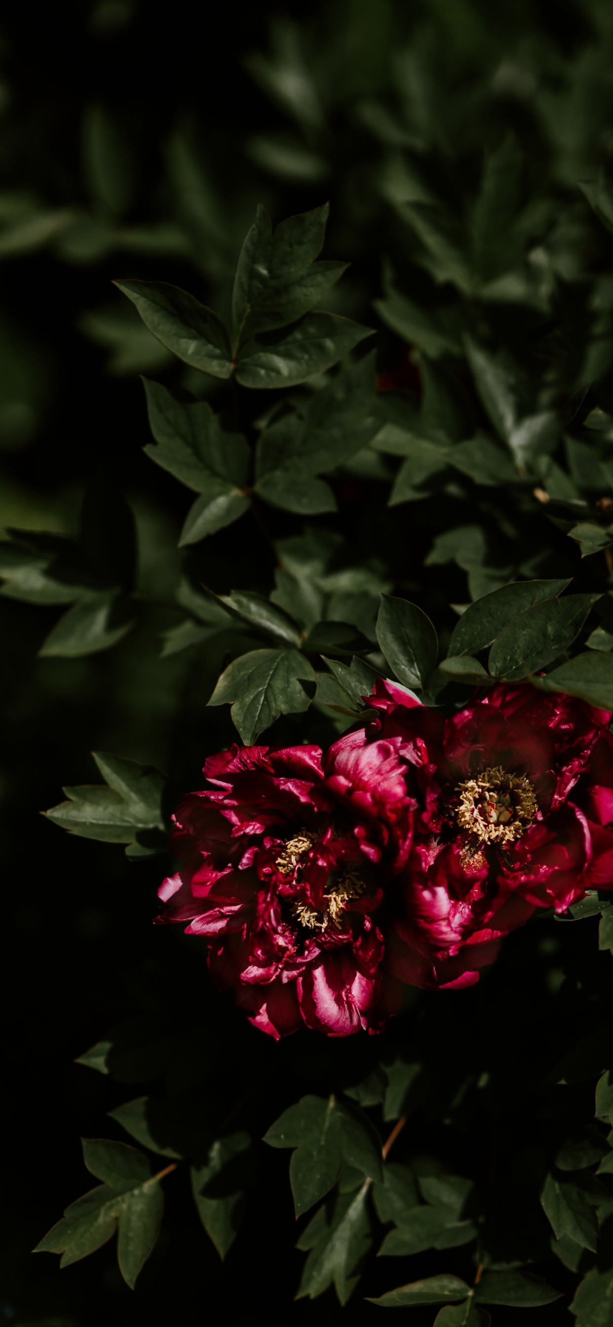 Обои пион, цветок, цветковое растение, красный цвет, лепесток в разрешении 1242x2688