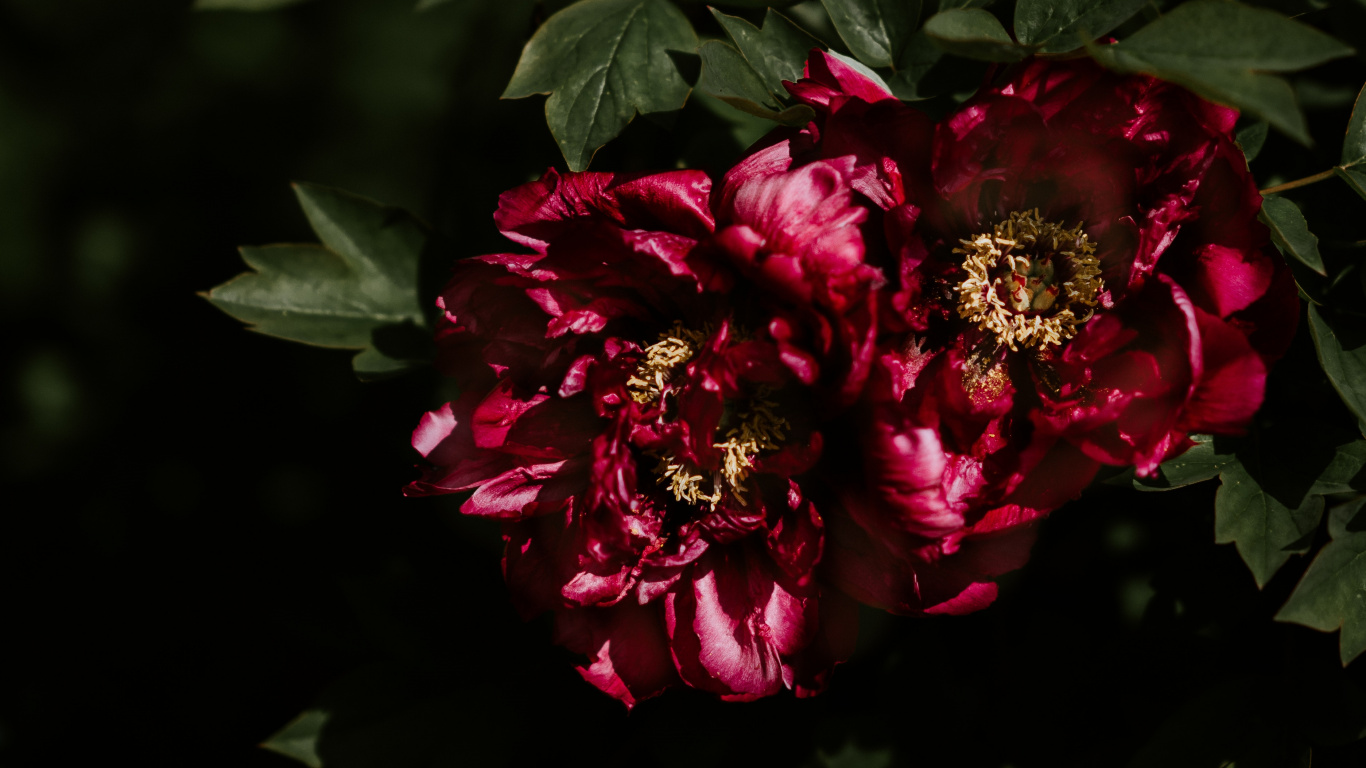 Обои пион, цветок, цветковое растение, красный цвет, лепесток в разрешении 1366x768