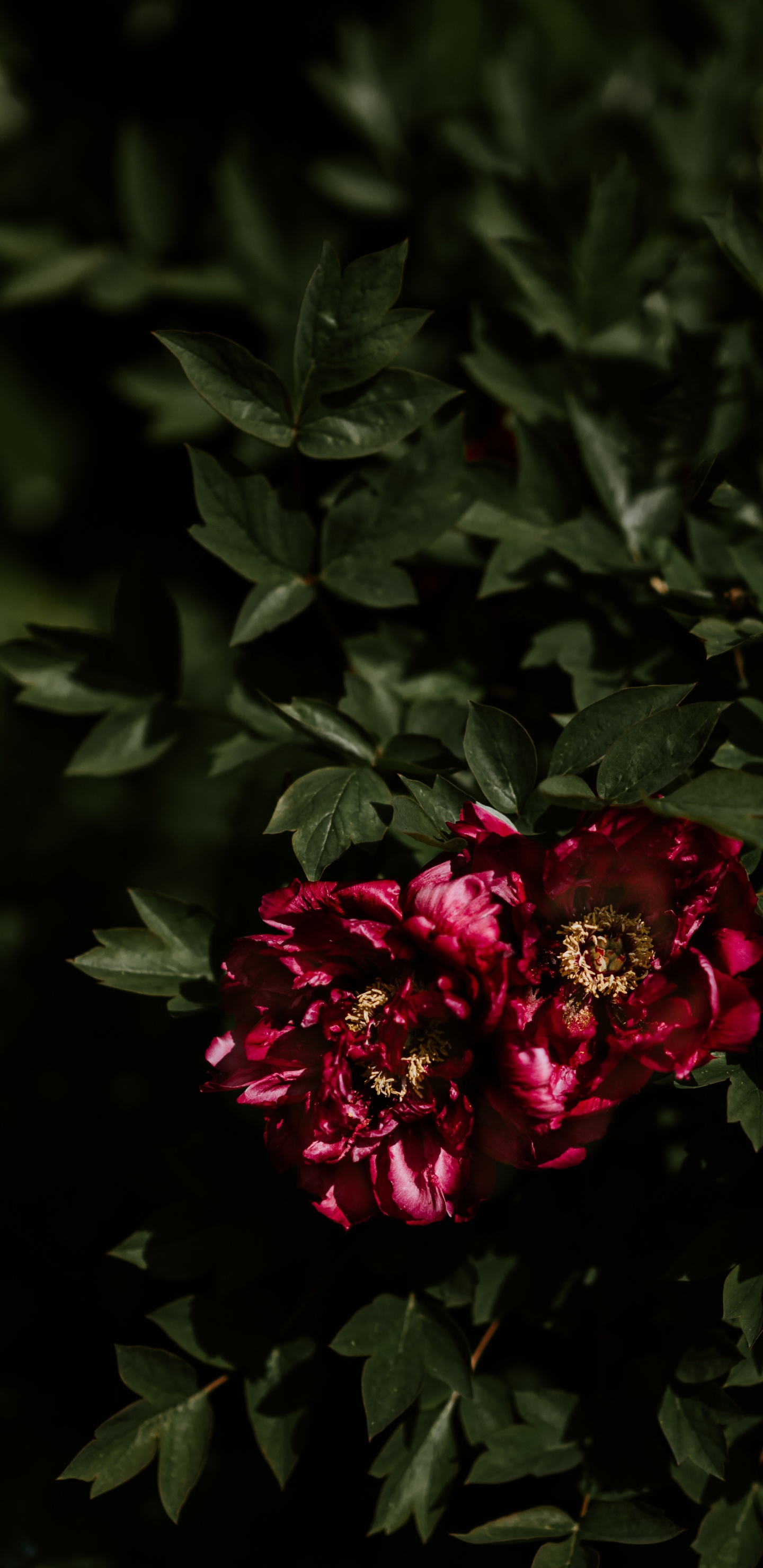 Обои пион, цветок, цветковое растение, красный цвет, лепесток в разрешении 1440x2960