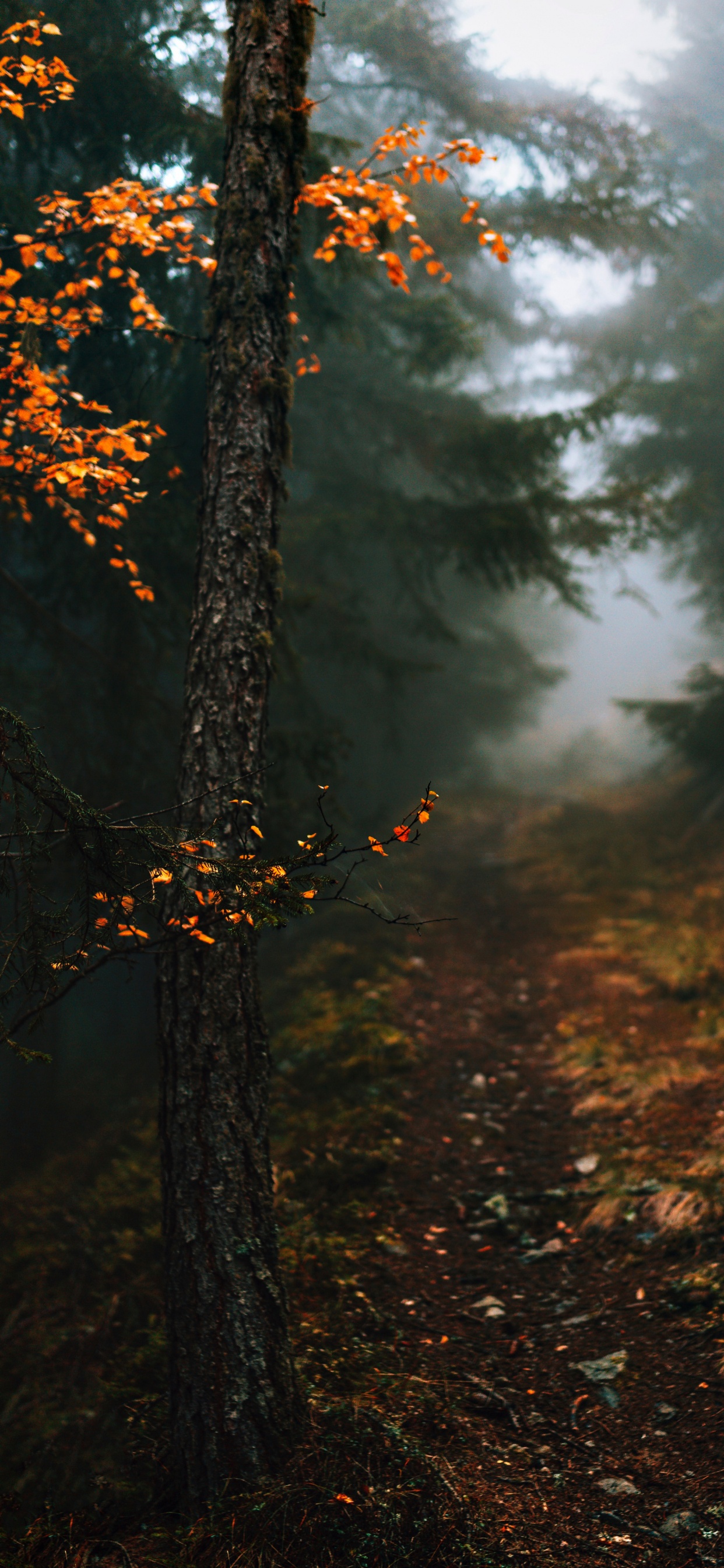 Обои осень в моем сердце цитаты, атмосфера, растение, природный ландшафт, ветвь в разрешении 1242x2688