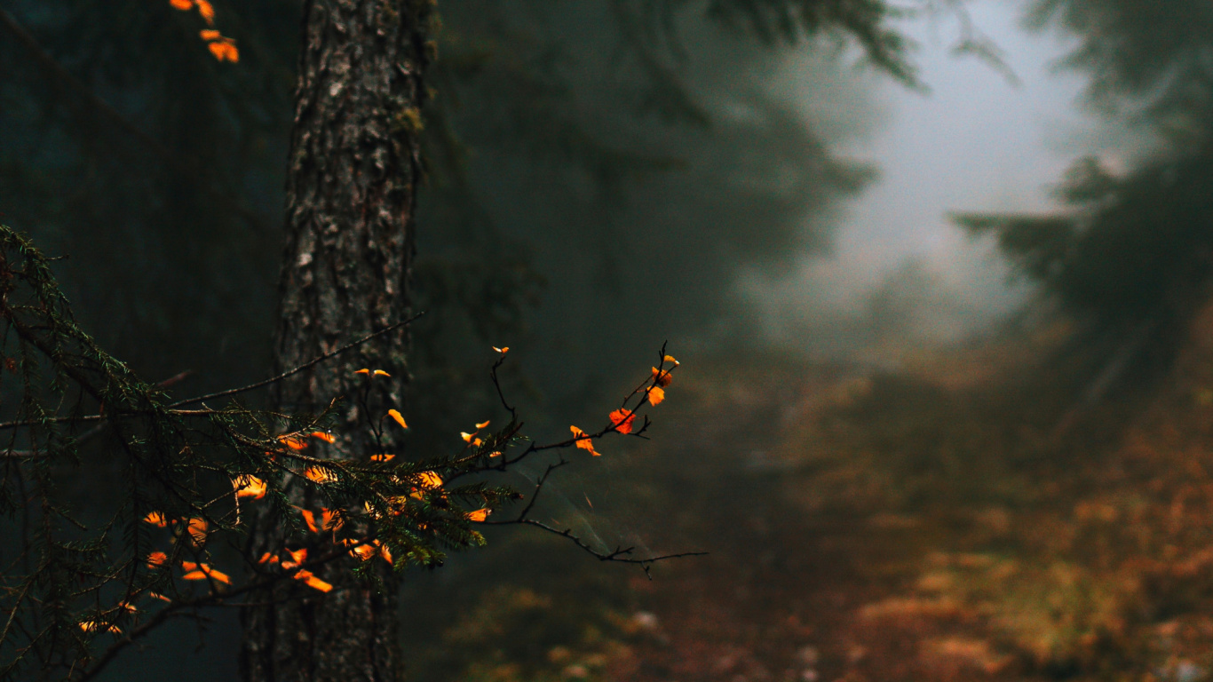 Обои осень в моем сердце цитаты, атмосфера, растение, природный ландшафт, ветвь в разрешении 1366x768