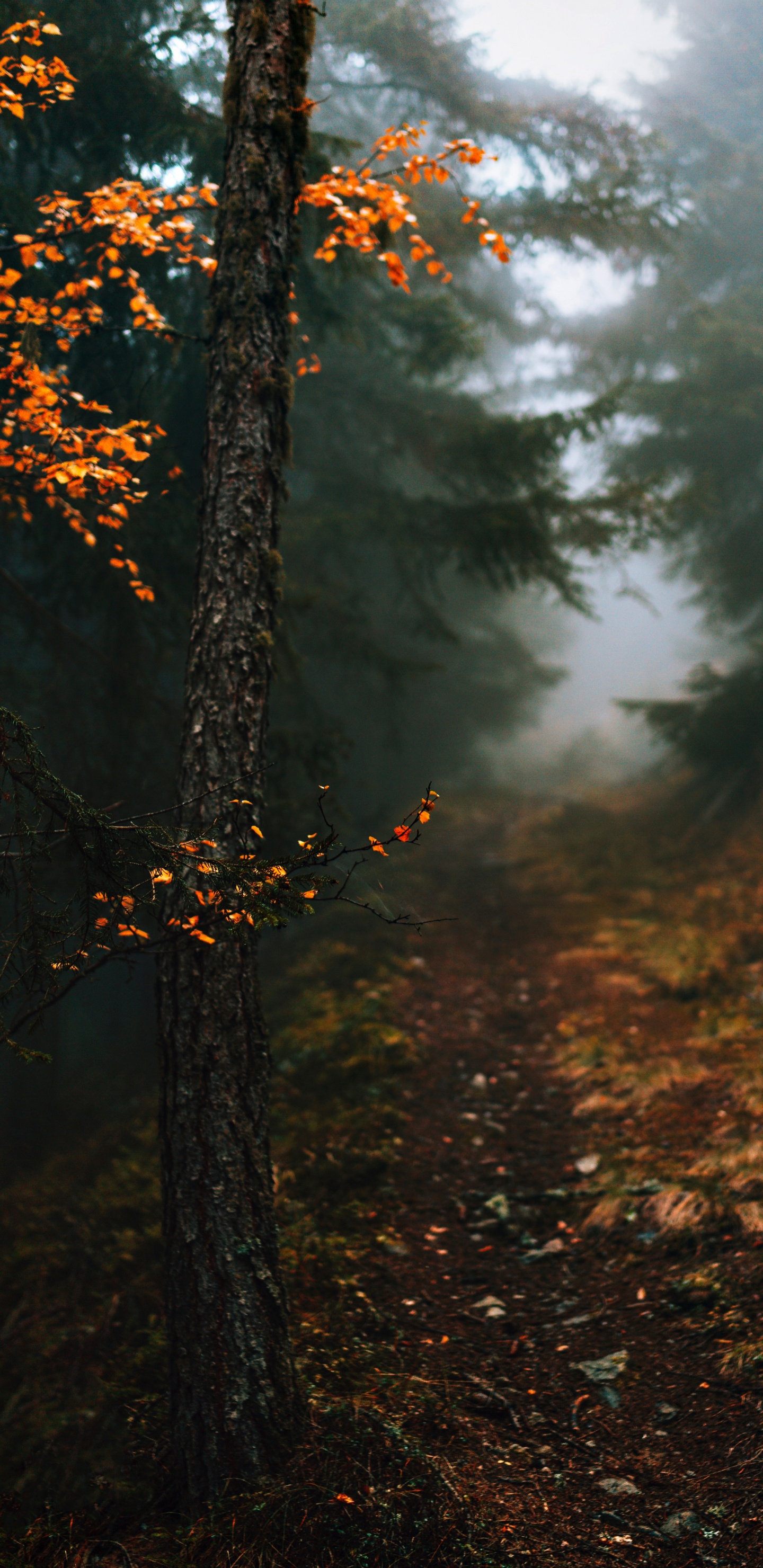 Обои осень в моем сердце цитаты, атмосфера, растение, природный ландшафт, ветвь в разрешении 1440x2960