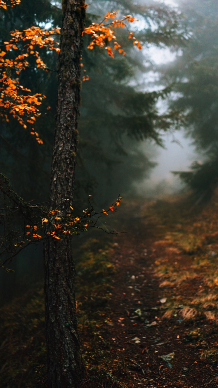 Обои осень в моем сердце цитаты, атмосфера, растение, природный ландшафт, ветвь в разрешении 720x1280