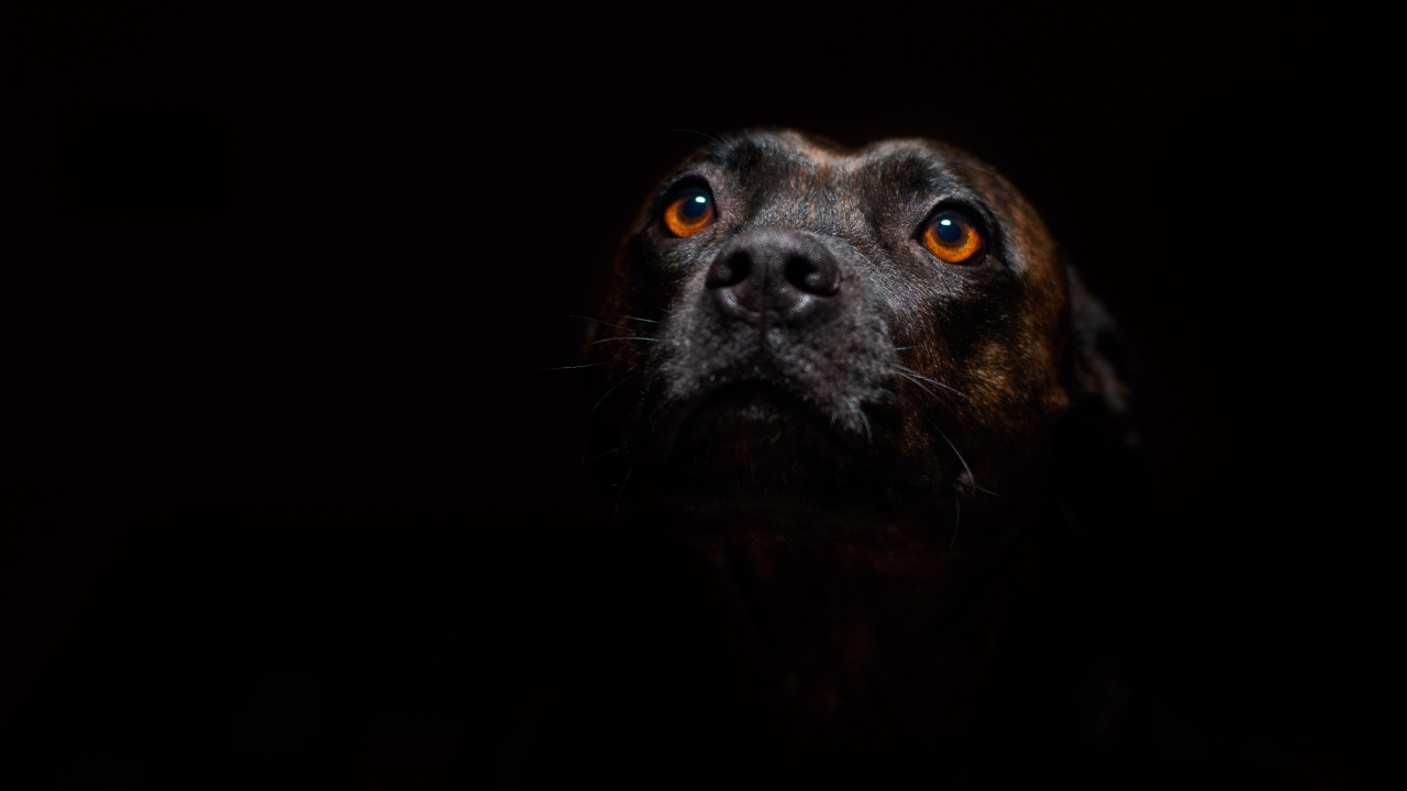 Обои пес, стаффордширский бультерьер, американский питбультерьер, ротвейлер, щенок в разрешении 1280x720