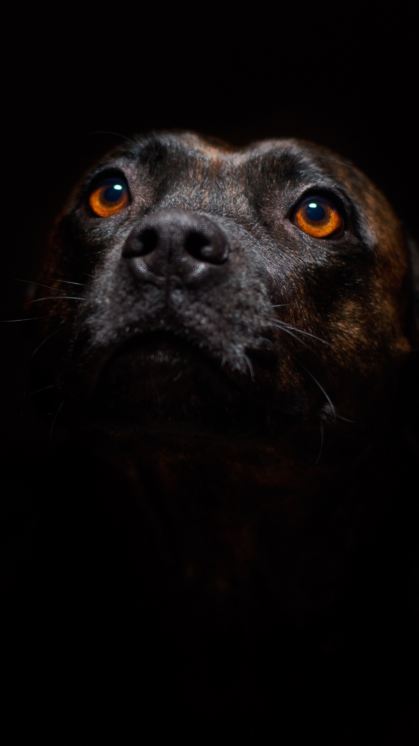 Обои пес, стаффордширский бультерьер, американский питбультерьер, ротвейлер, щенок в разрешении 1440x2560