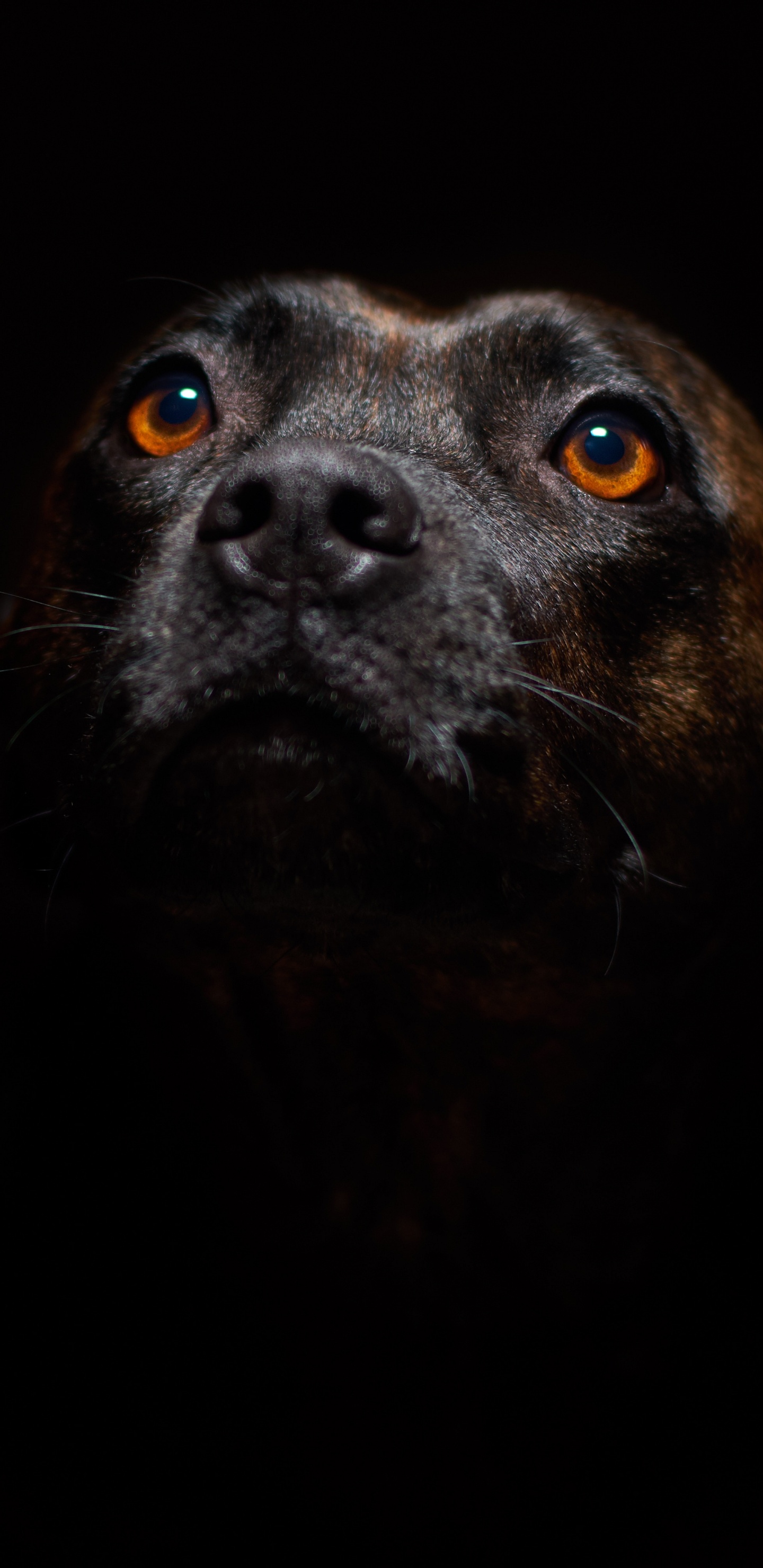 Обои пес, стаффордширский бультерьер, американский питбультерьер, ротвейлер, щенок в разрешении 1440x2960