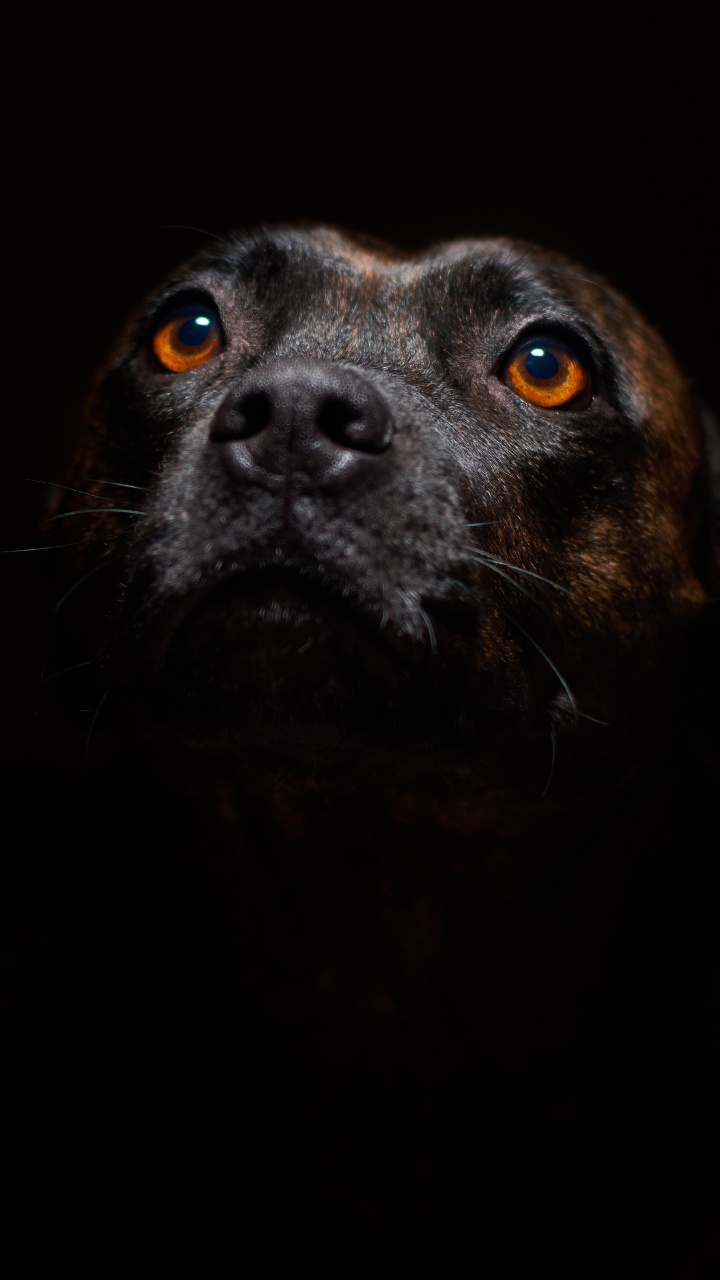 Обои пес, стаффордширский бультерьер, американский питбультерьер, ротвейлер, щенок в разрешении 720x1280
