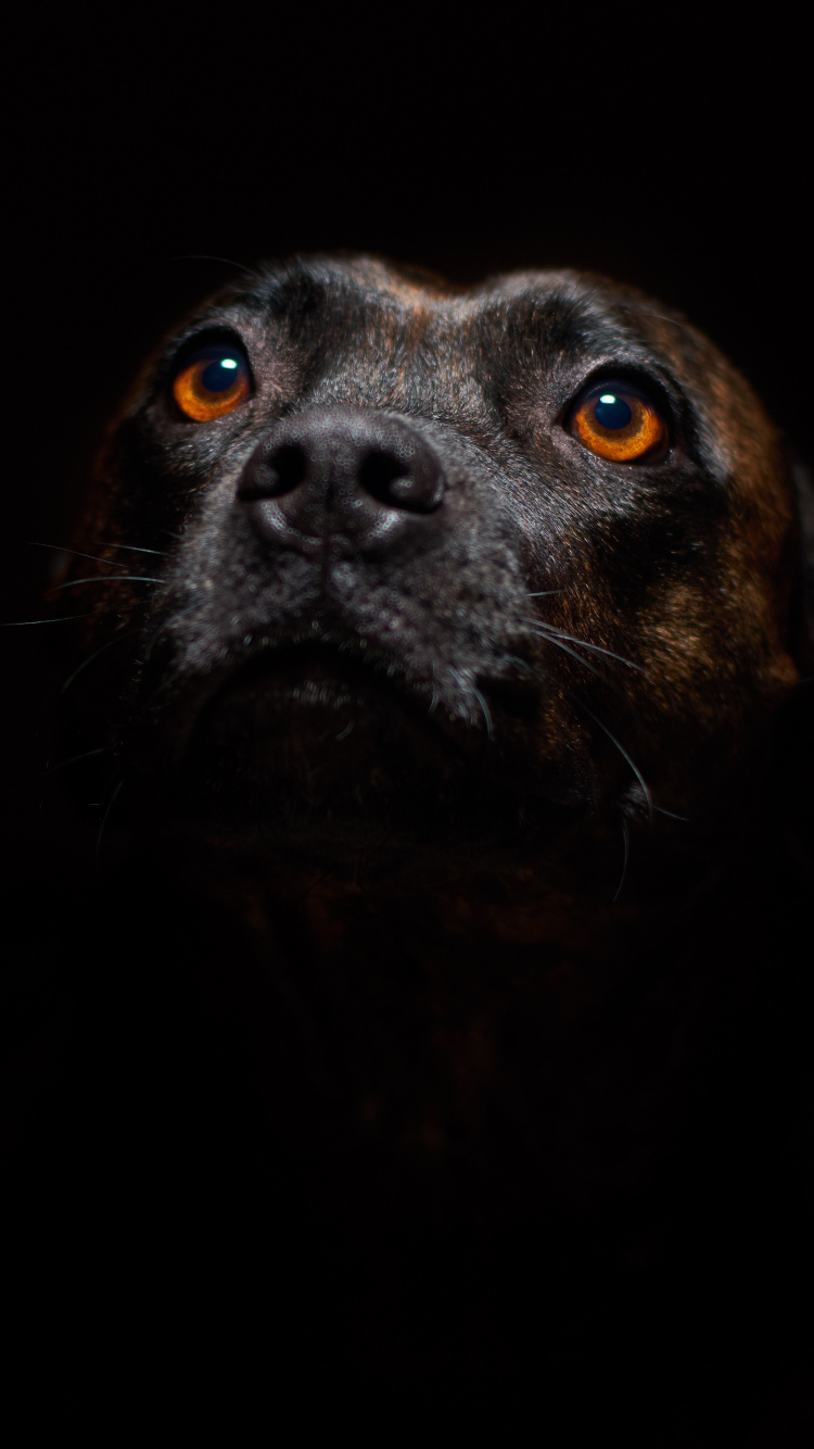Обои пес, стаффордширский бультерьер, американский питбультерьер, ротвейлер, щенок в разрешении 750x1334