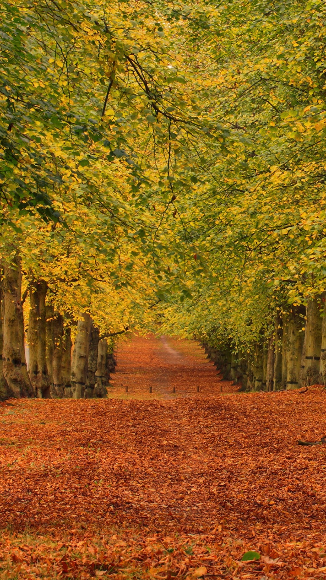 Обои дерево, проспект, пейзаж, природа, лист в разрешении 1080x1920